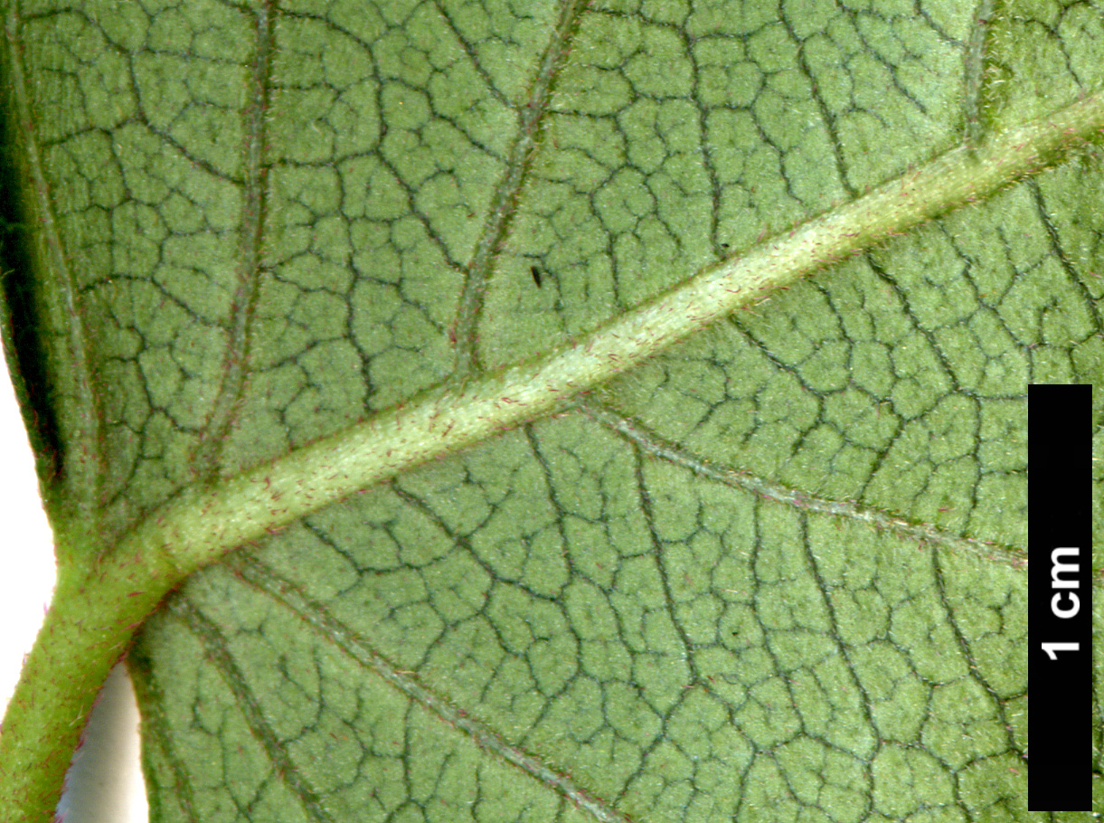 High resolution image: Family: Hydrangeaceae - Genus: Schizophragma - Taxon: fauriei