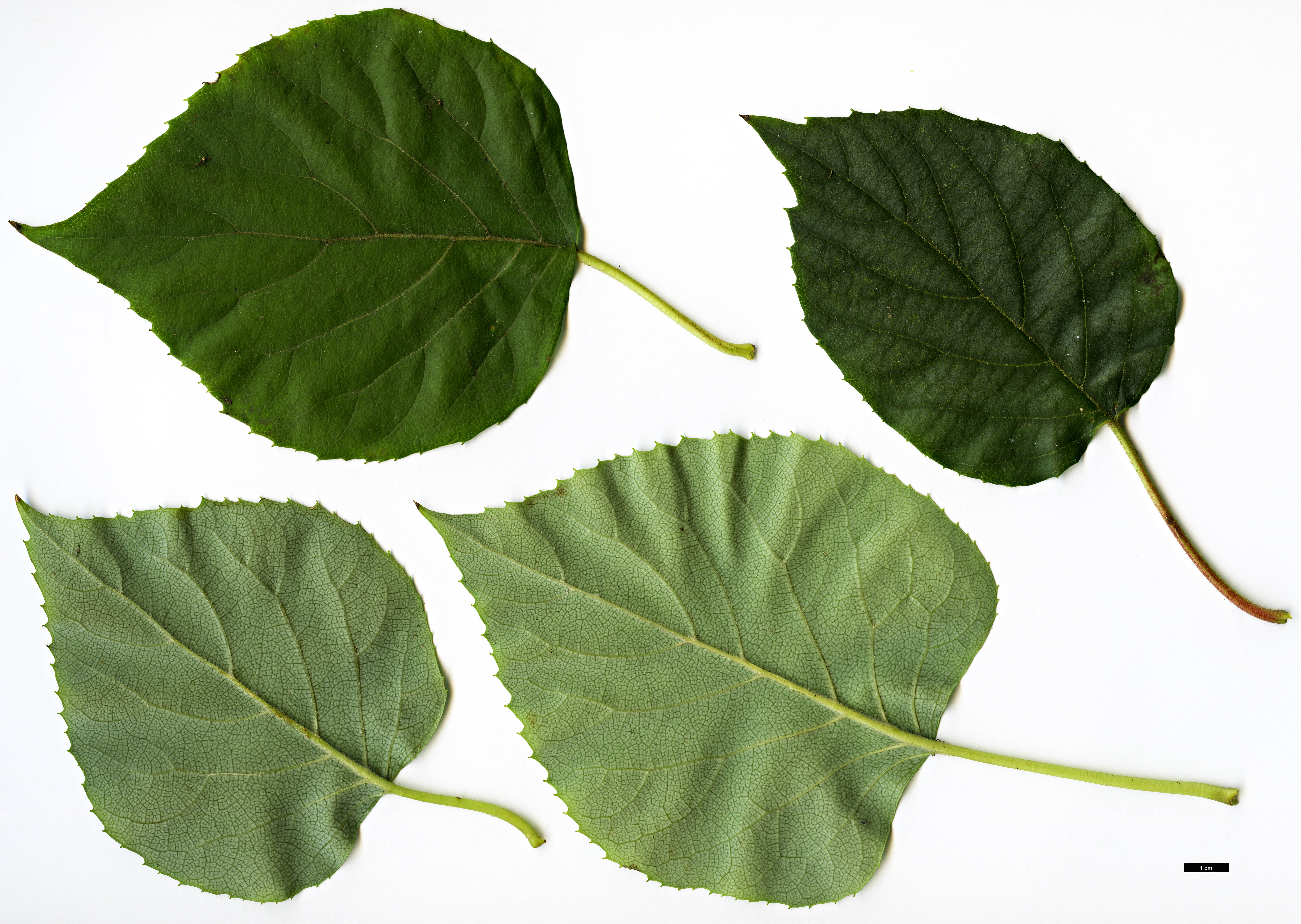 High resolution image: Family: Hydrangeaceae - Genus: Schizophragma - Taxon: hydrangeoides