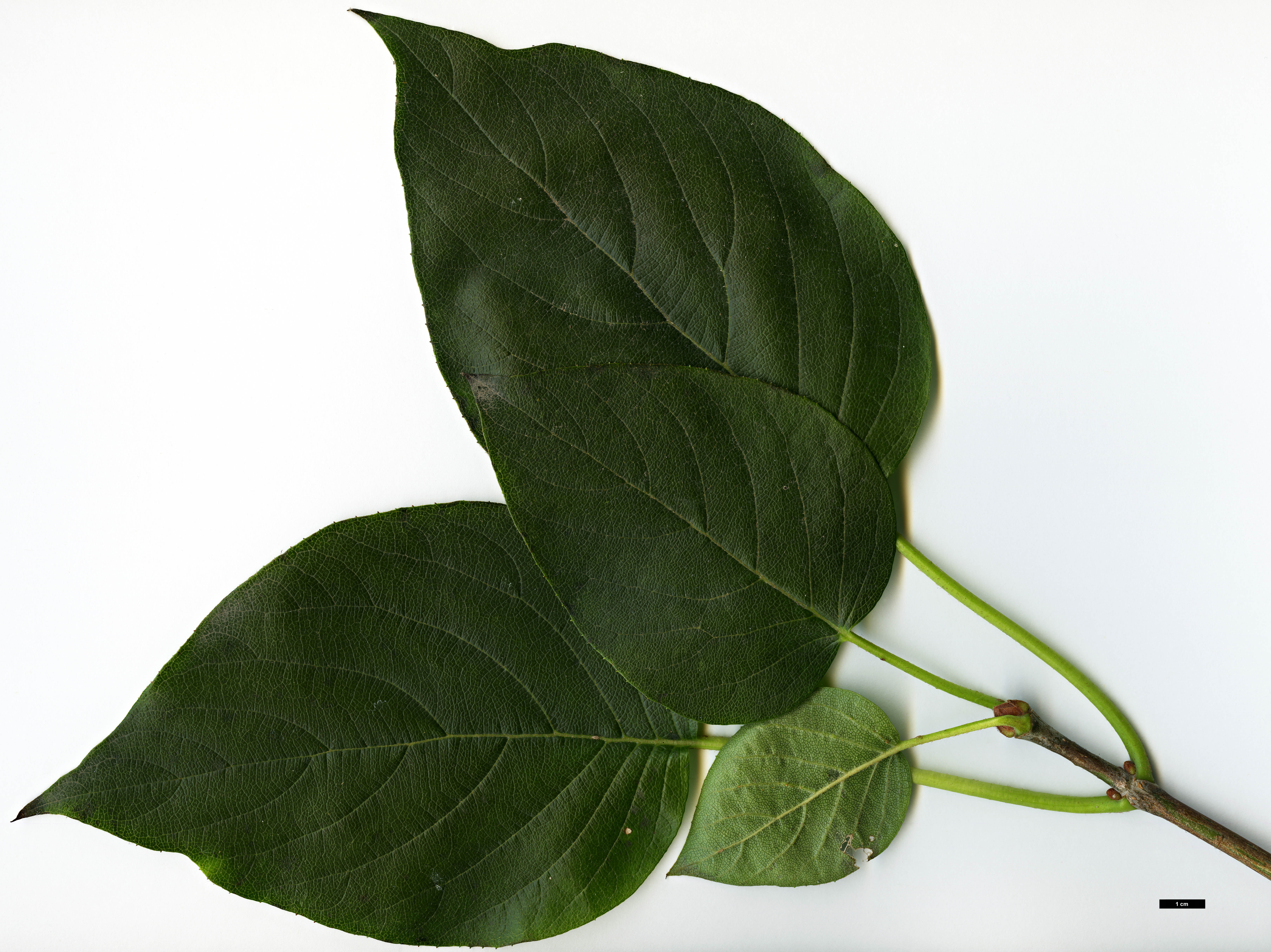 High resolution image: Family: Hydrangeaceae - Genus: Schizophragma - Taxon: integrifolium