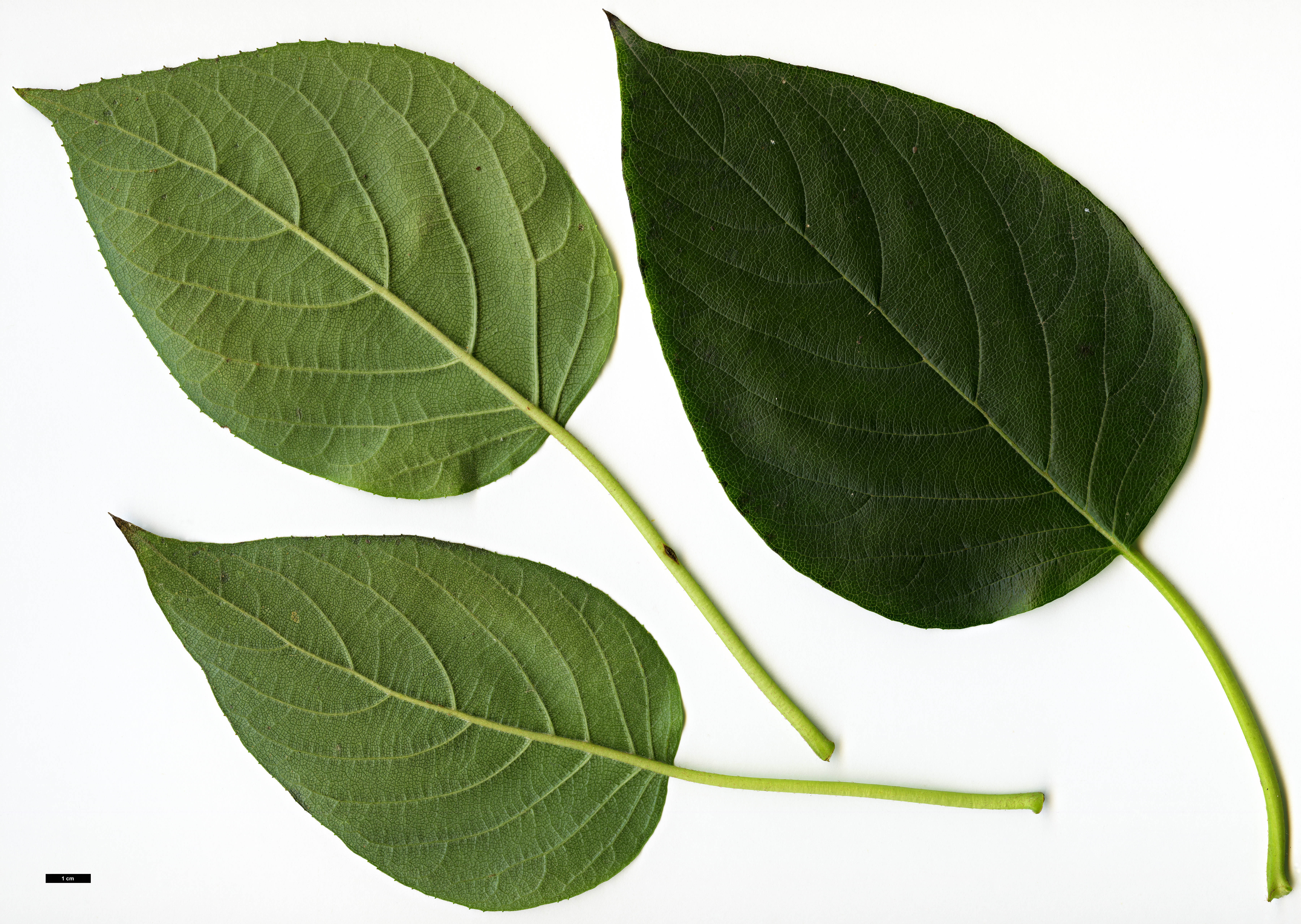 High resolution image: Family: Hydrangeaceae - Genus: Schizophragma - Taxon: integrifolium