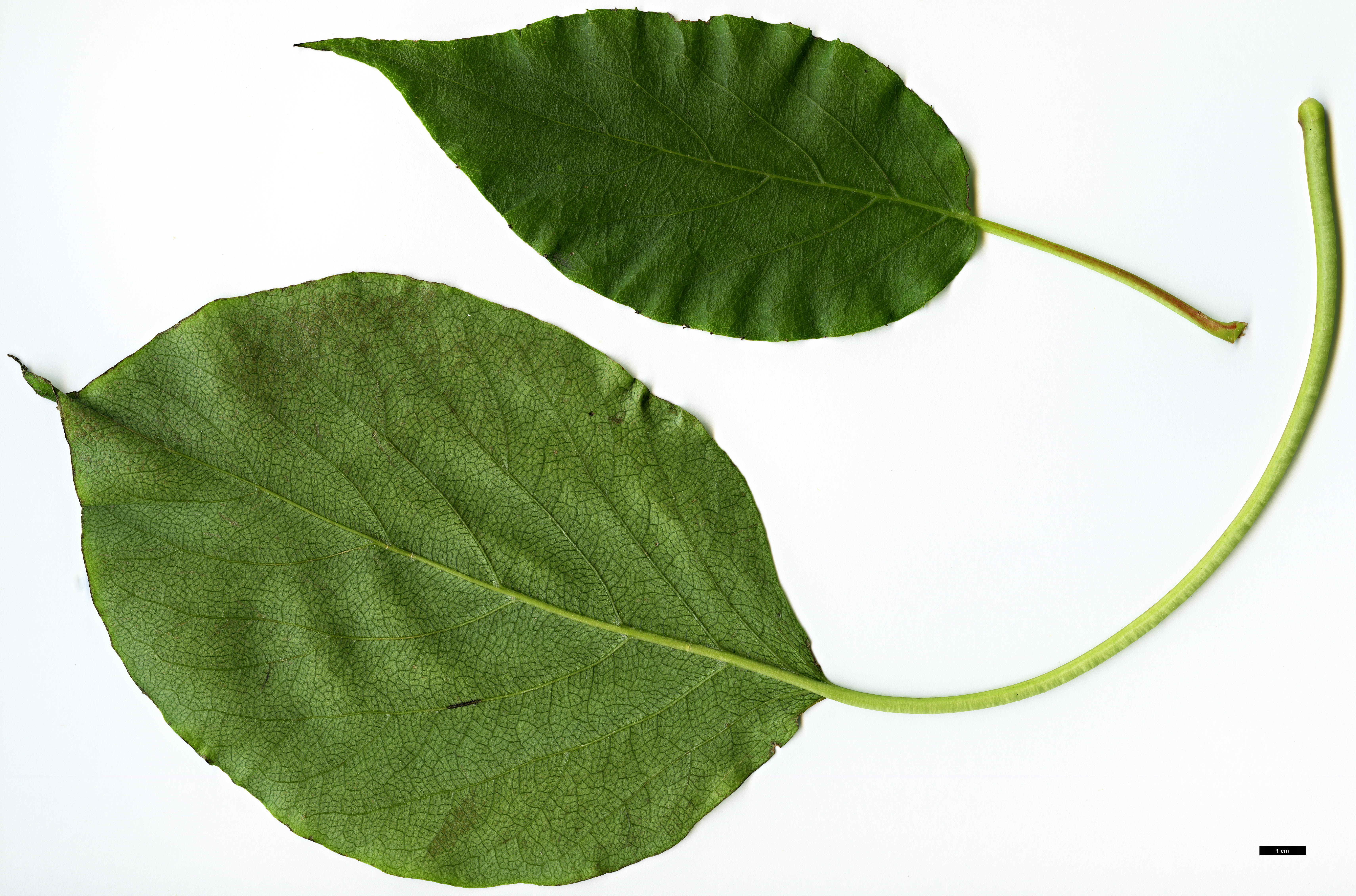 High resolution image: Family: Hydrangeaceae - Genus: Schizophragma - Taxon: integrifolium