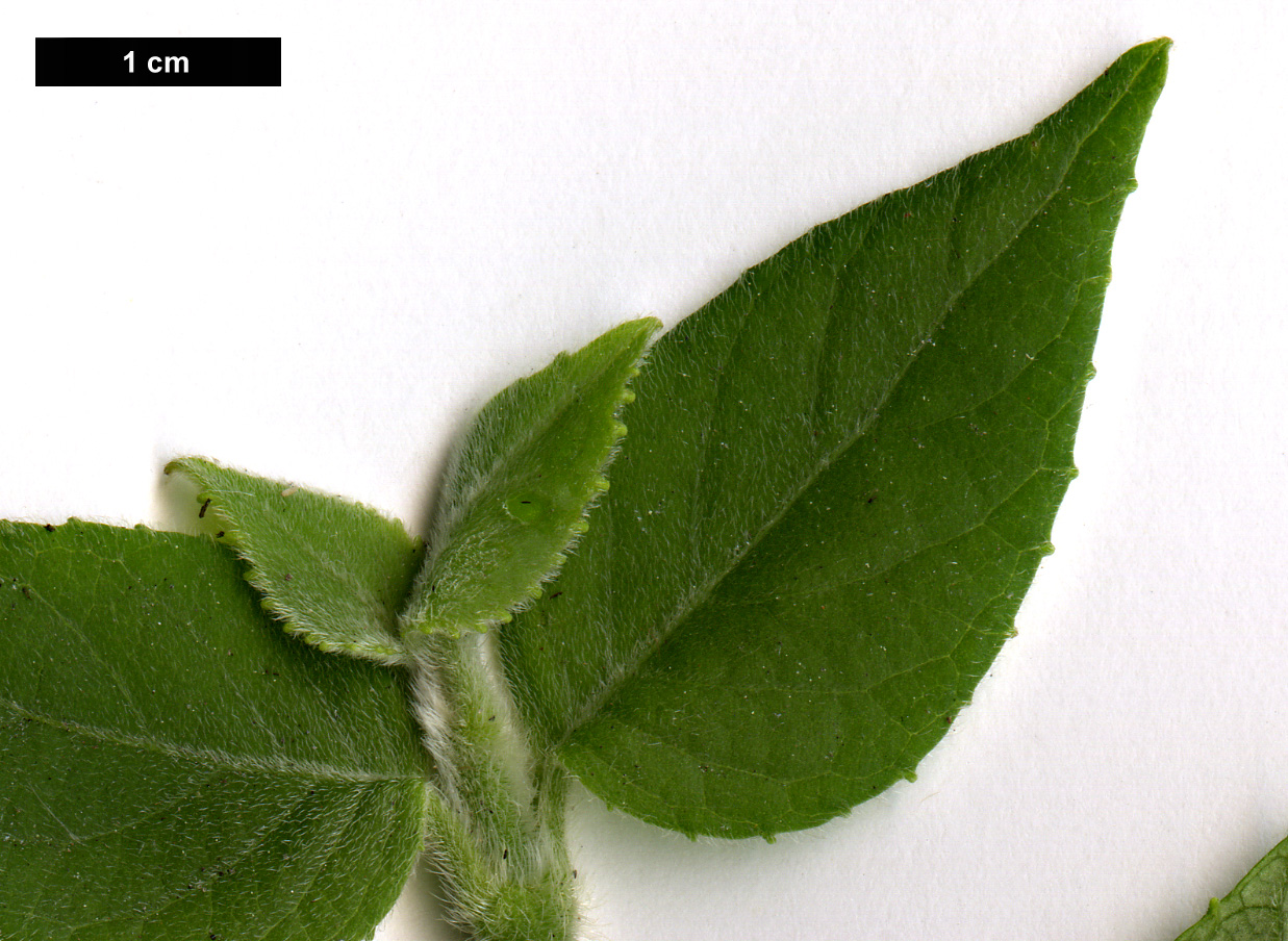 High resolution image: Family: Hydrangeaceae - Genus: Schizophragma - Taxon: molle