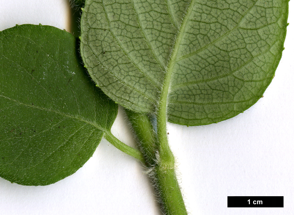 High resolution image: Family: Hydrangeaceae - Genus: Schizophragma - Taxon: molle