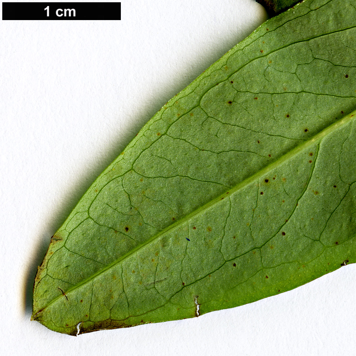 High resolution image: Family: Hypericaceae - Genus: Hypericum - Taxon: acmosepalum