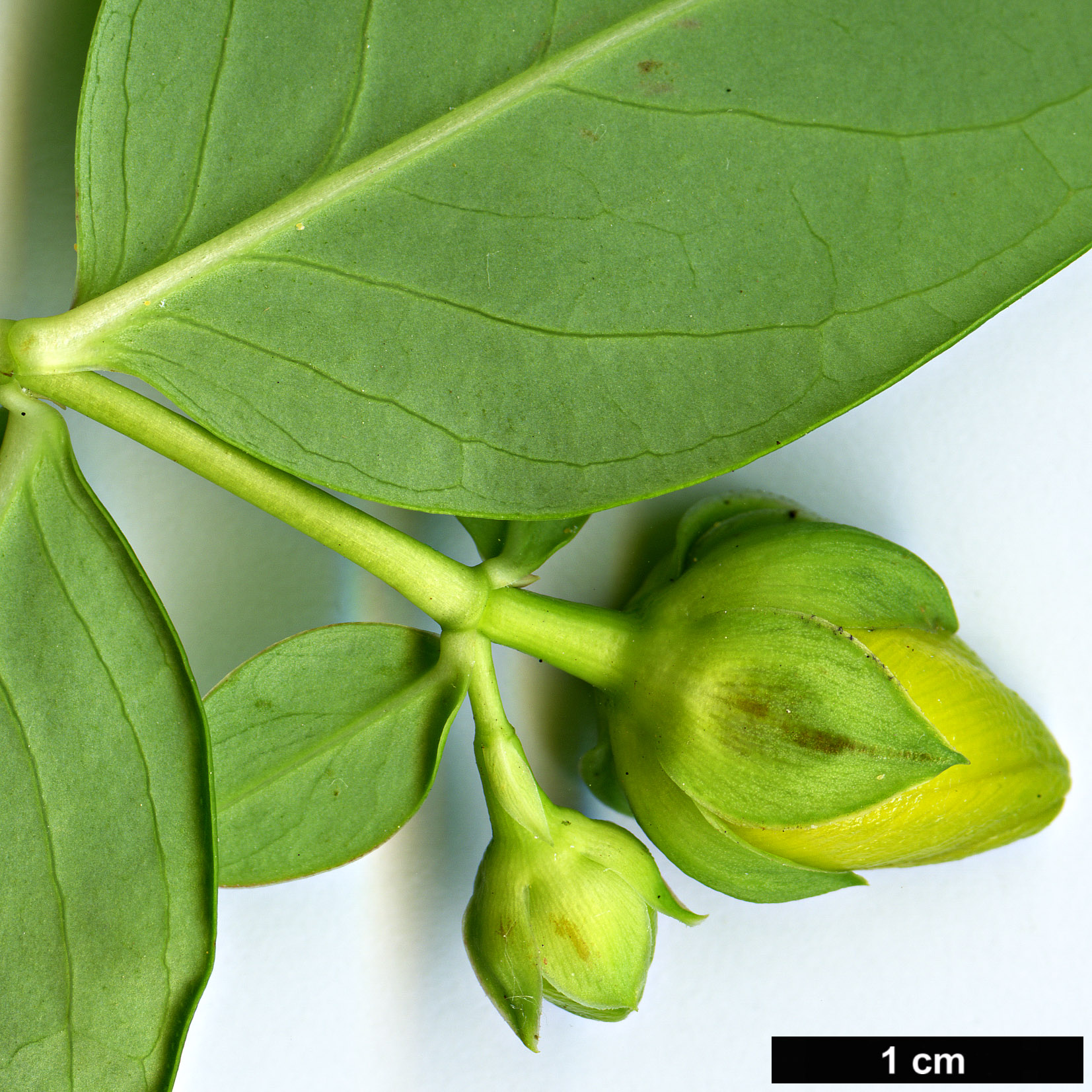 High resolution image: Family: Hypericaceae - Genus: Hypericum - Taxon: addingtonii