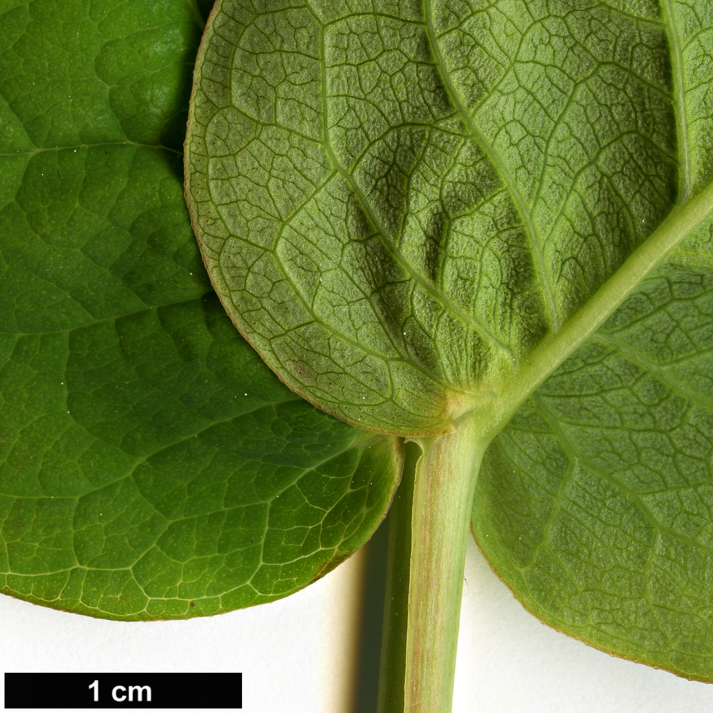 High resolution image: Family: Hypericaceae - Genus: Hypericum - Taxon: androsaemum