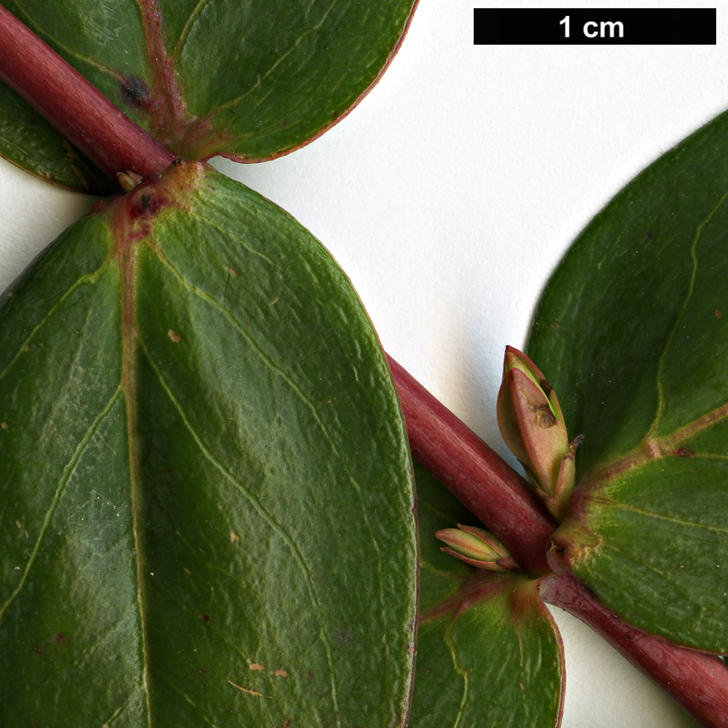 High resolution image: Family: Hypericaceae - Genus: Hypericum - Taxon: augustinii