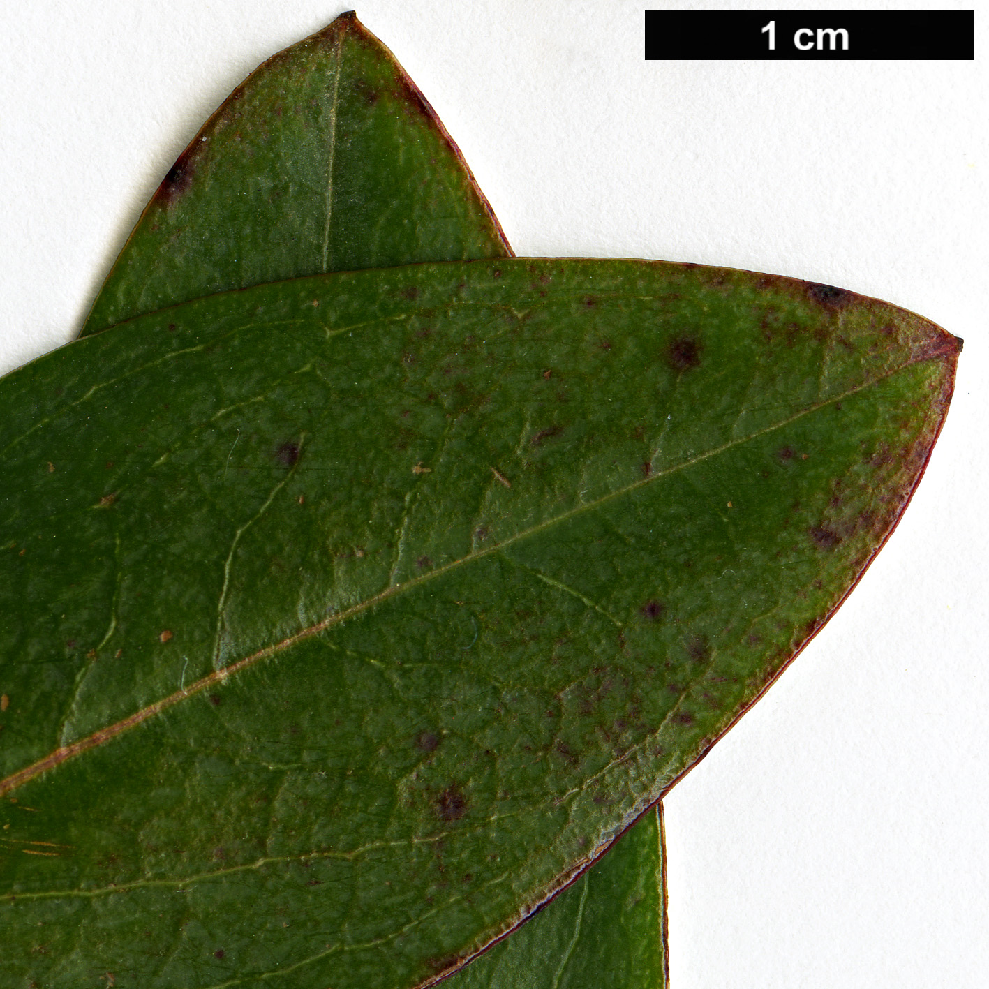 High resolution image: Family: Hypericaceae - Genus: Hypericum - Taxon: augustinii