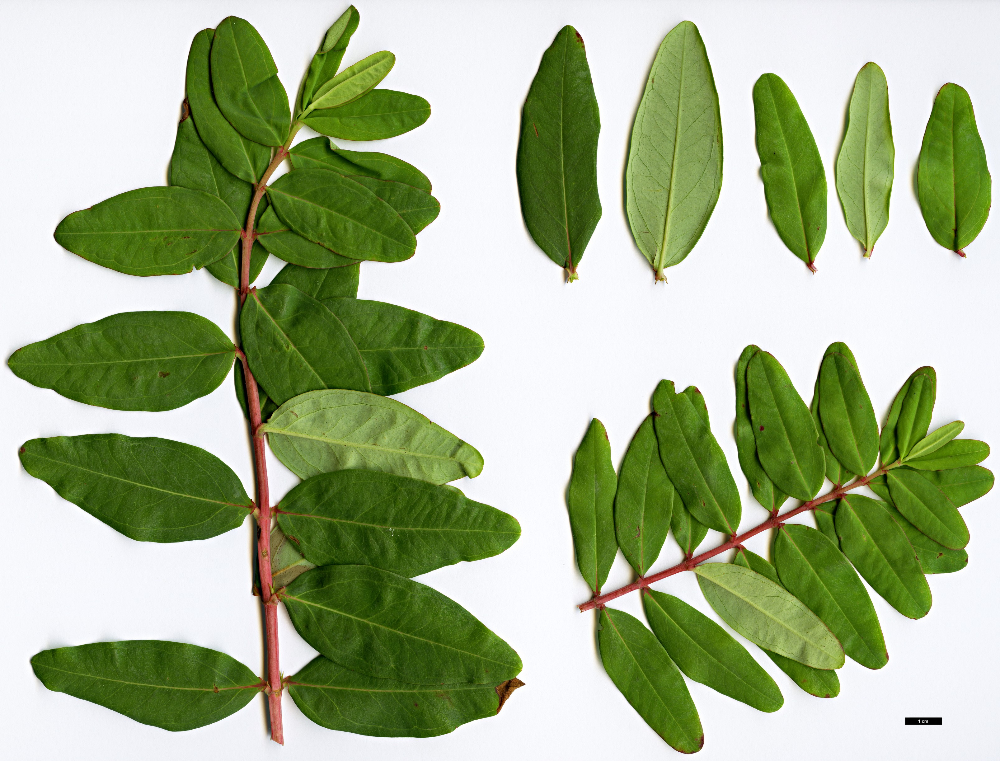 High resolution image: Family: Hypericaceae - Genus: Hypericum - Taxon: beanii