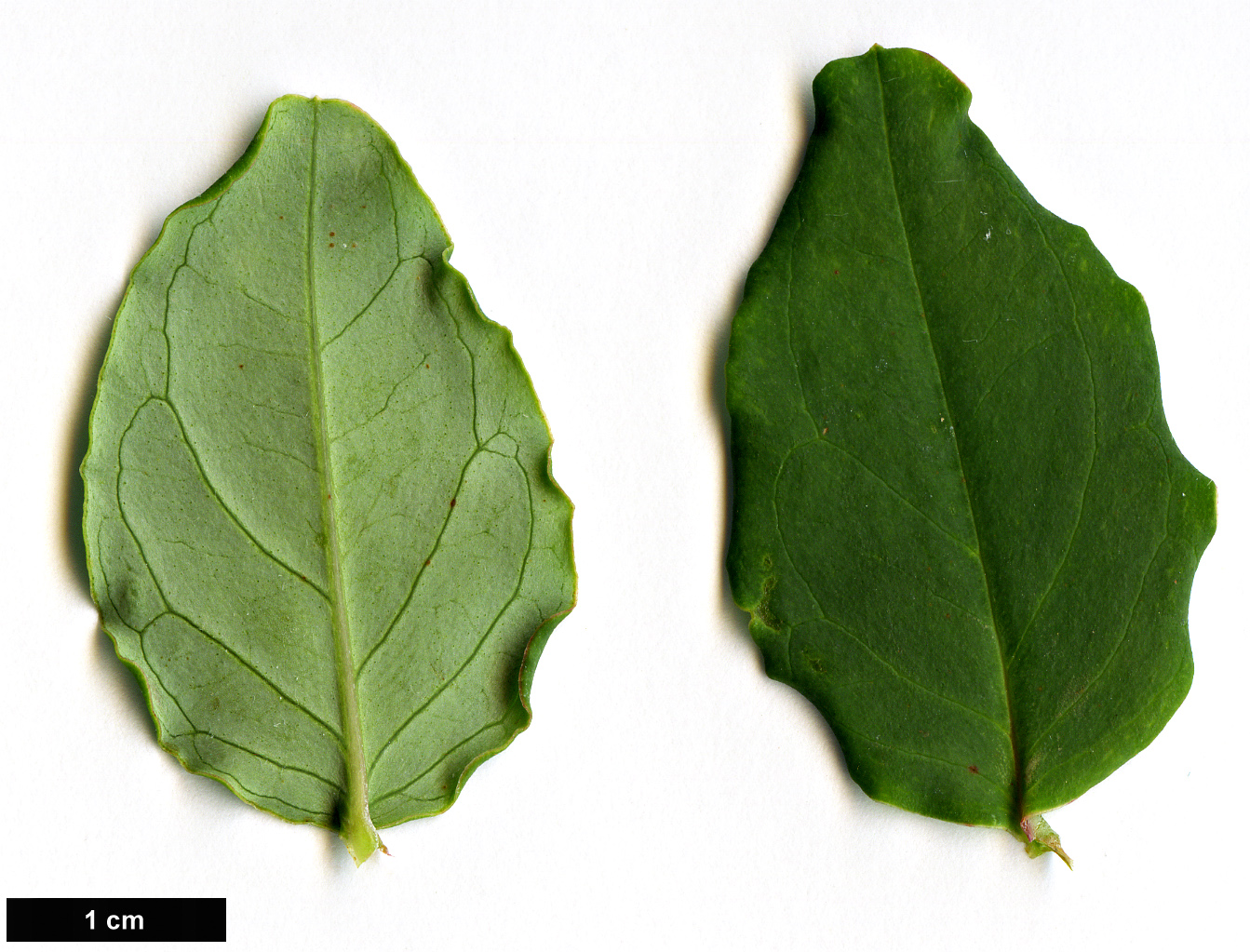 High resolution image: Family: Hypericaceae - Genus: Hypericum - Taxon: bellum