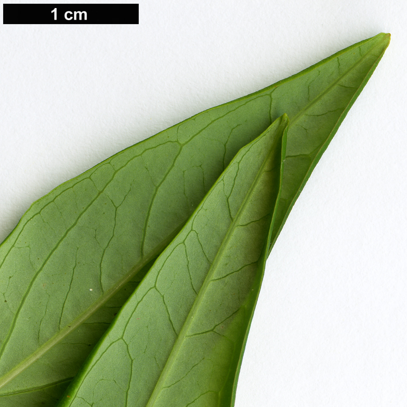 High resolution image: Family: Hypericaceae - Genus: Hypericum - Taxon: choisyanum