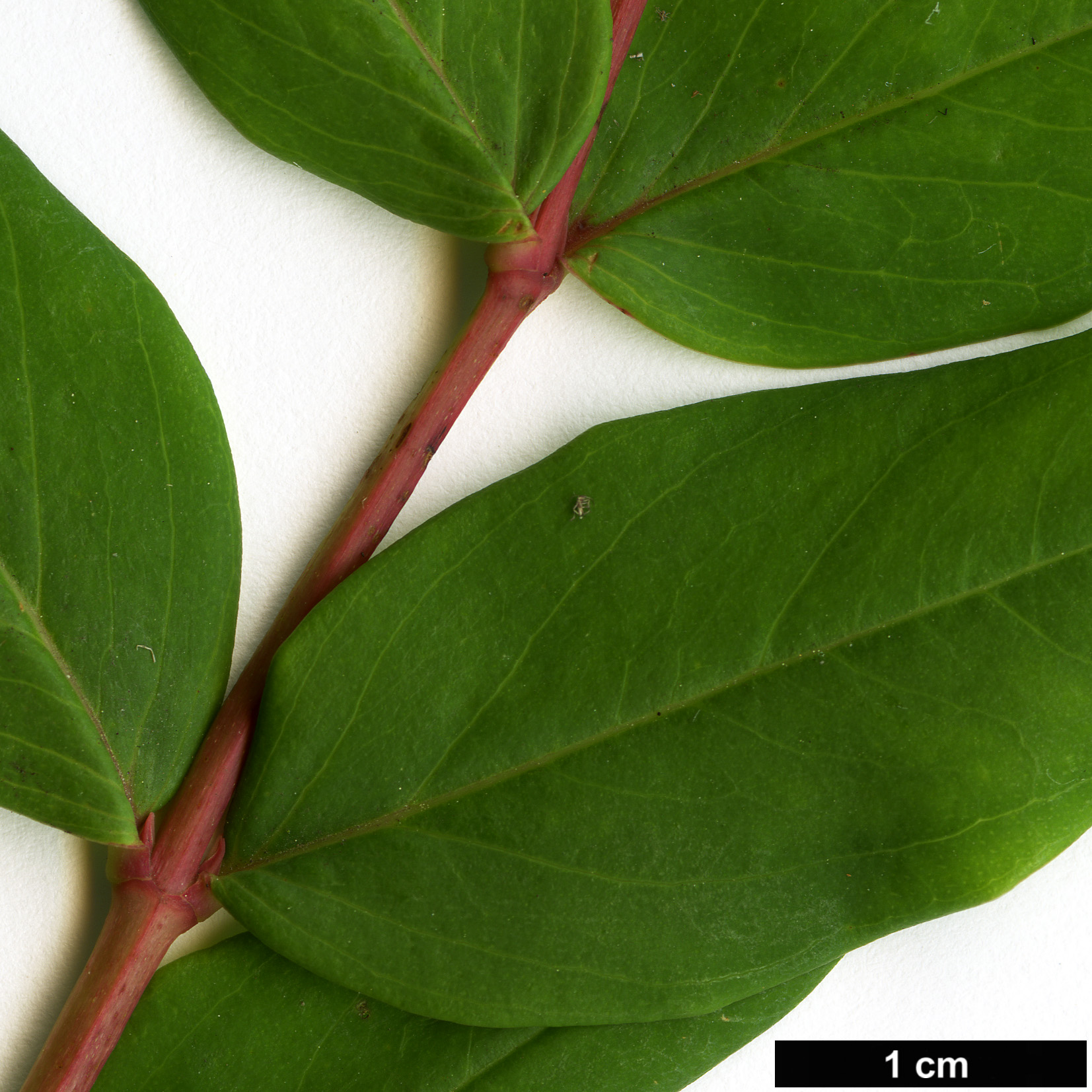 High resolution image: Family: Hypericaceae - Genus: Hypericum - Taxon: choisyanum