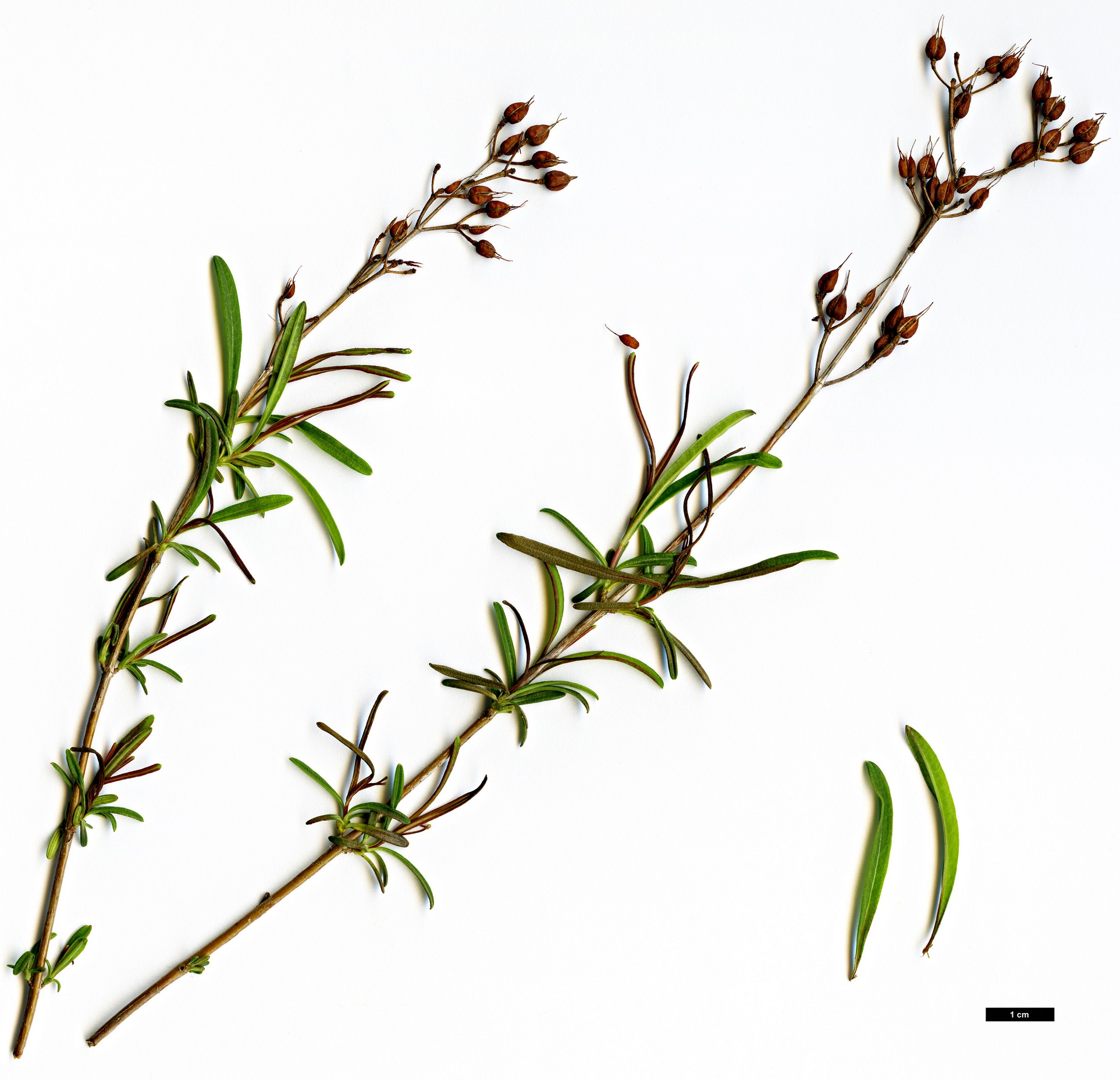 High resolution image: Family: Hypericaceae - Genus: Hypericum - Taxon: galioides