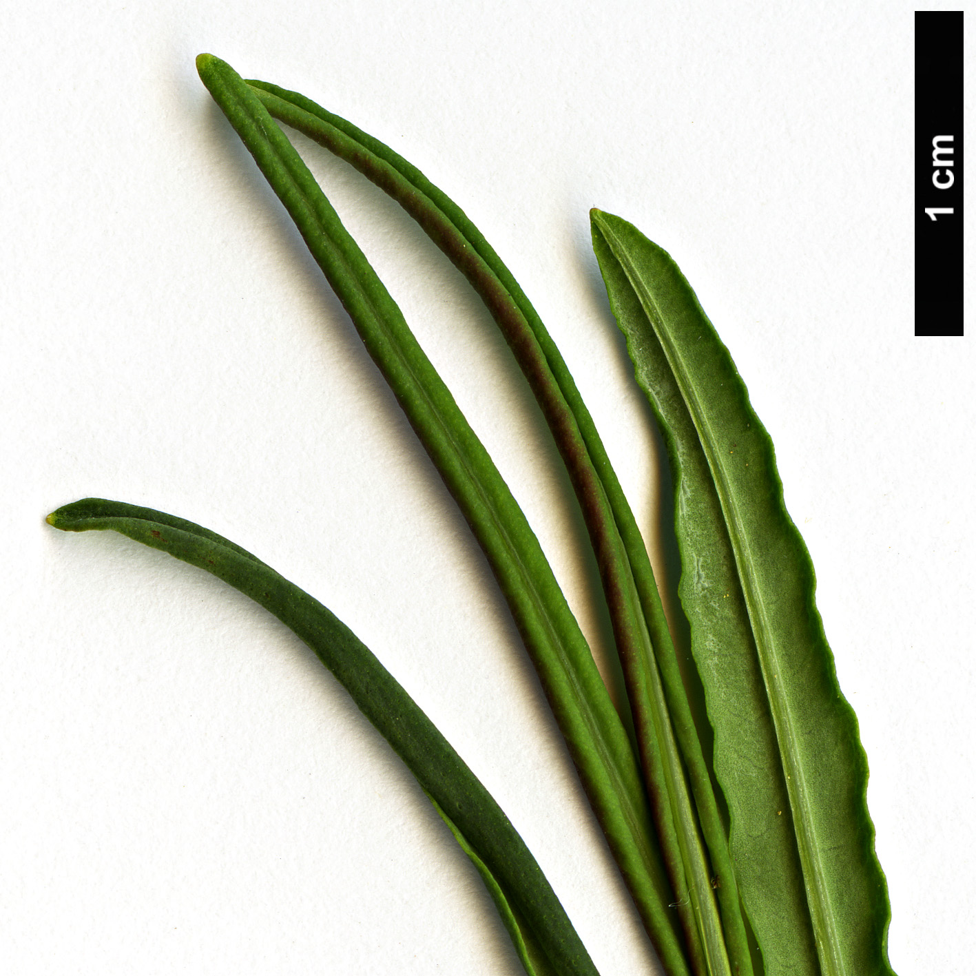 High resolution image: Family: Hypericaceae - Genus: Hypericum - Taxon: kalmianum