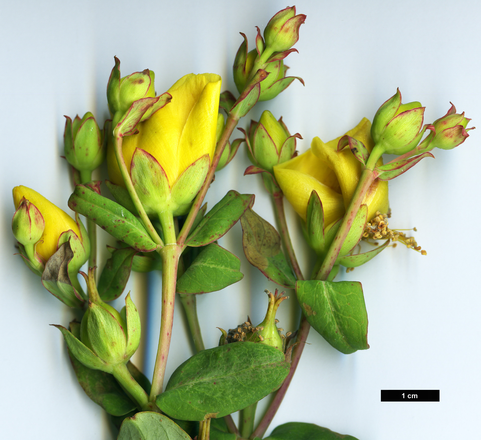 High resolution image: Family: Hypericaceae - Genus: Hypericum - Taxon: lagarocaule