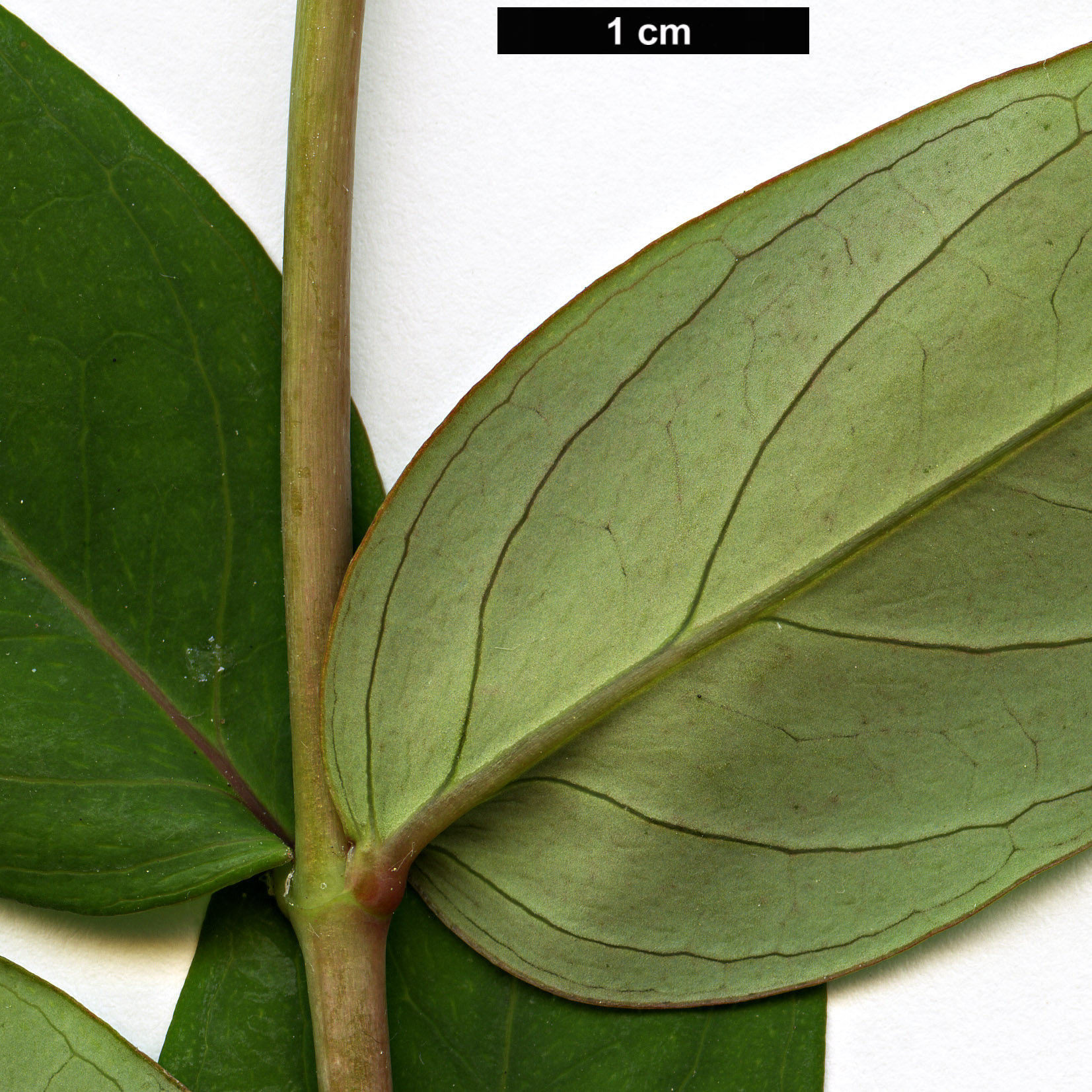 High resolution image: Family: Hypericaceae - Genus: Hypericum - Taxon: lancasteri