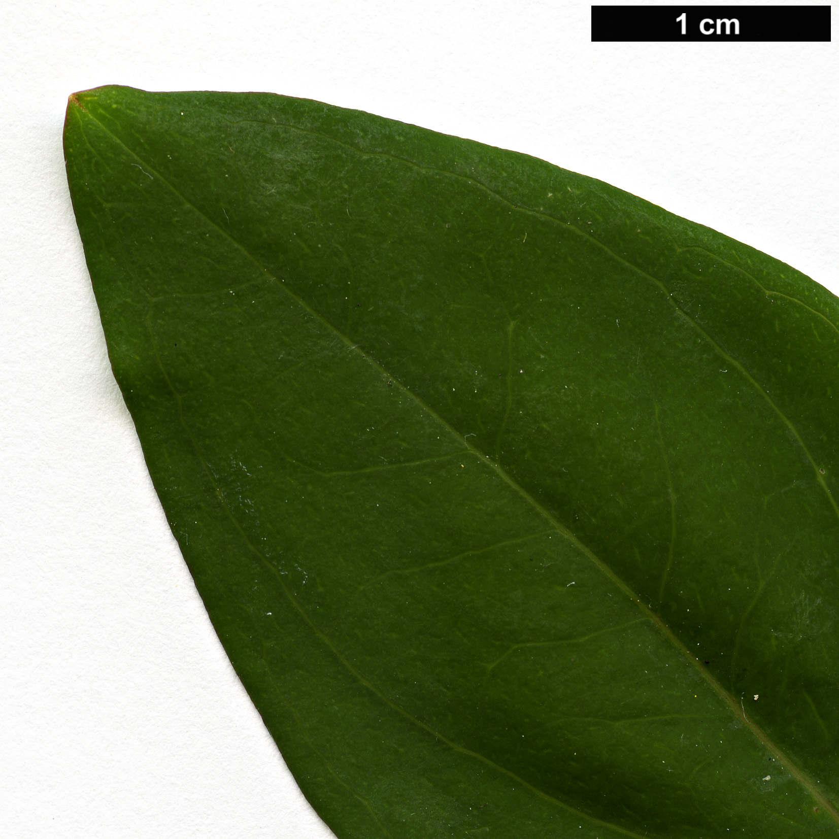 High resolution image: Family: Hypericaceae - Genus: Hypericum - Taxon: lancasteri
