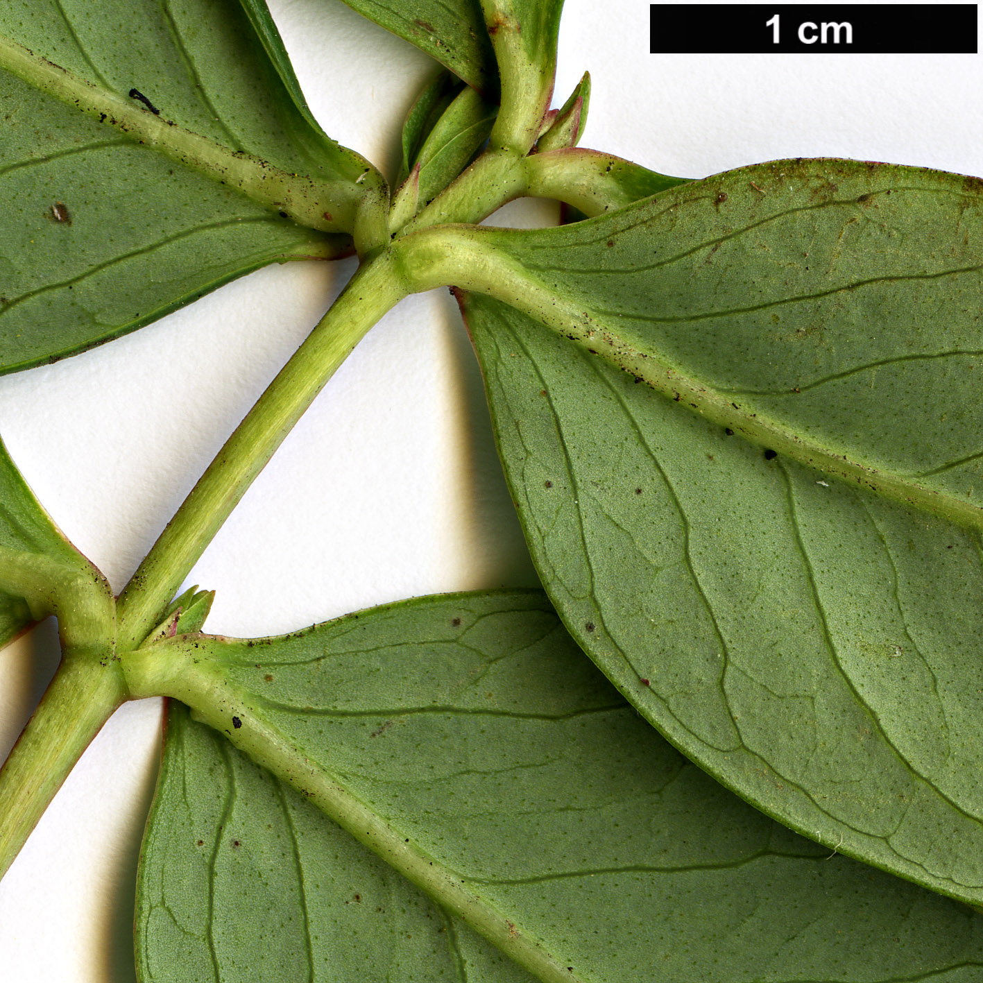 High resolution image: Family: Hypericaceae - Genus: Hypericum - Taxon: latisepalum
