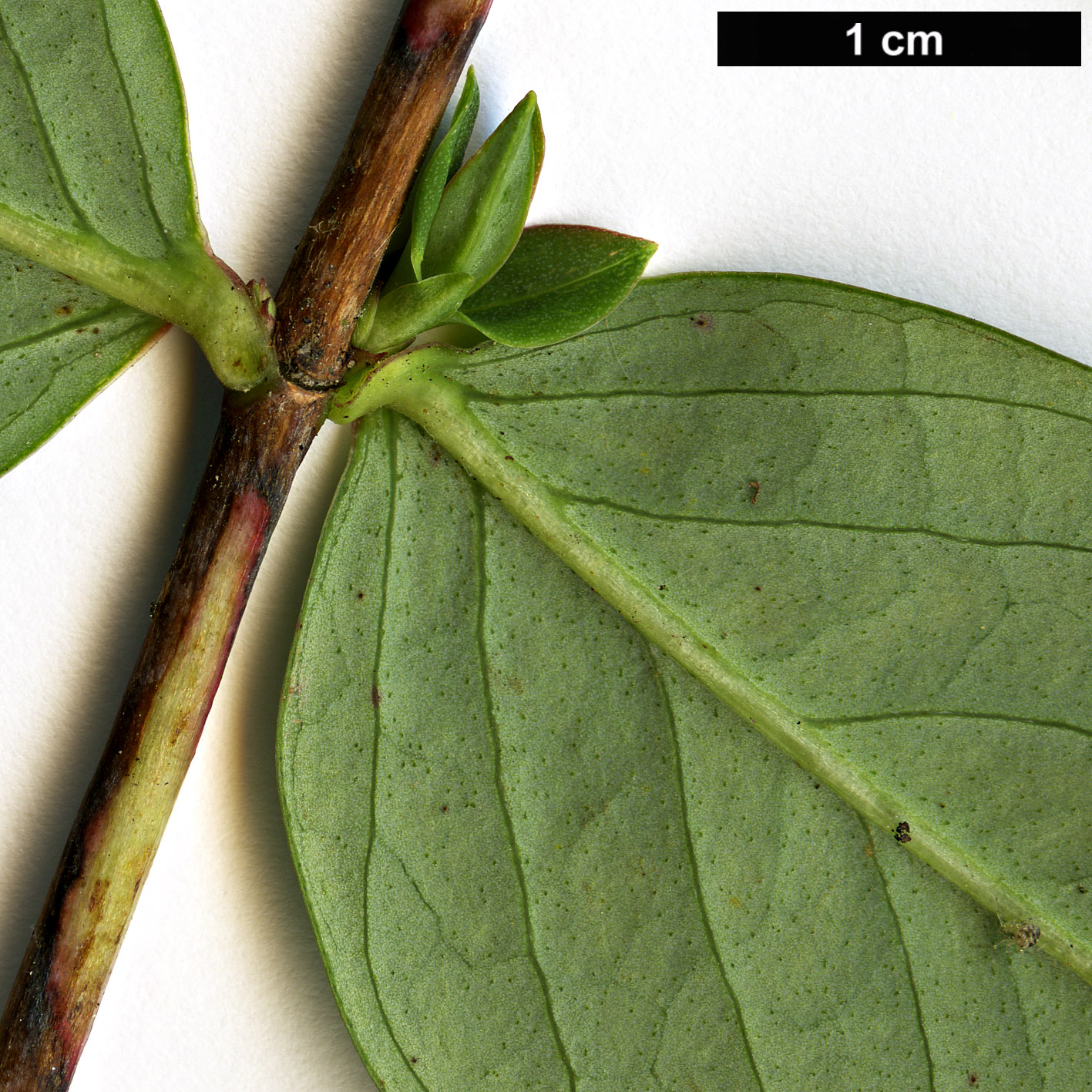 High resolution image: Family: Hypericaceae - Genus: Hypericum - Taxon: latisepalum