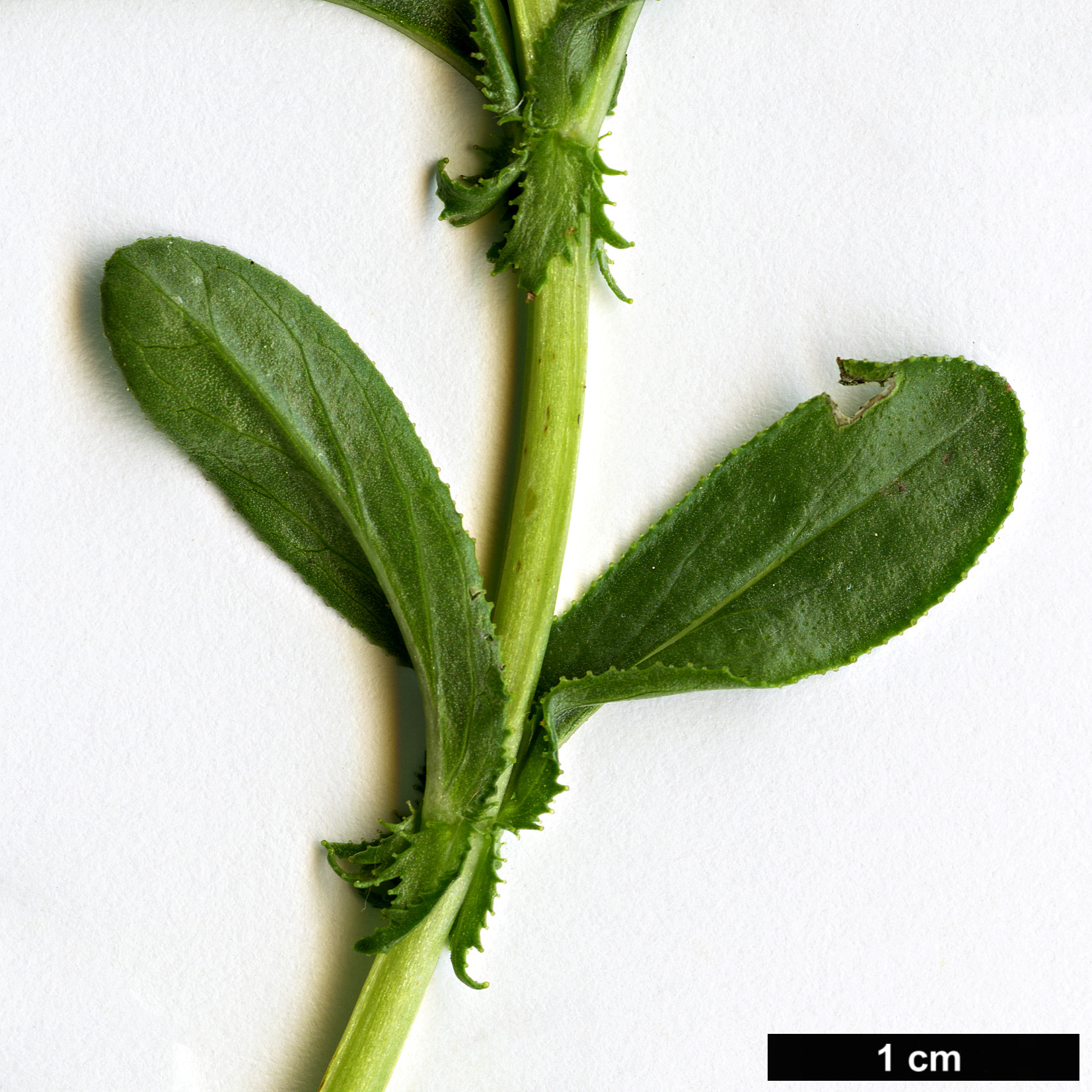 High resolution image: Family: Hypericaceae - Genus: Hypericum - Taxon: orientale