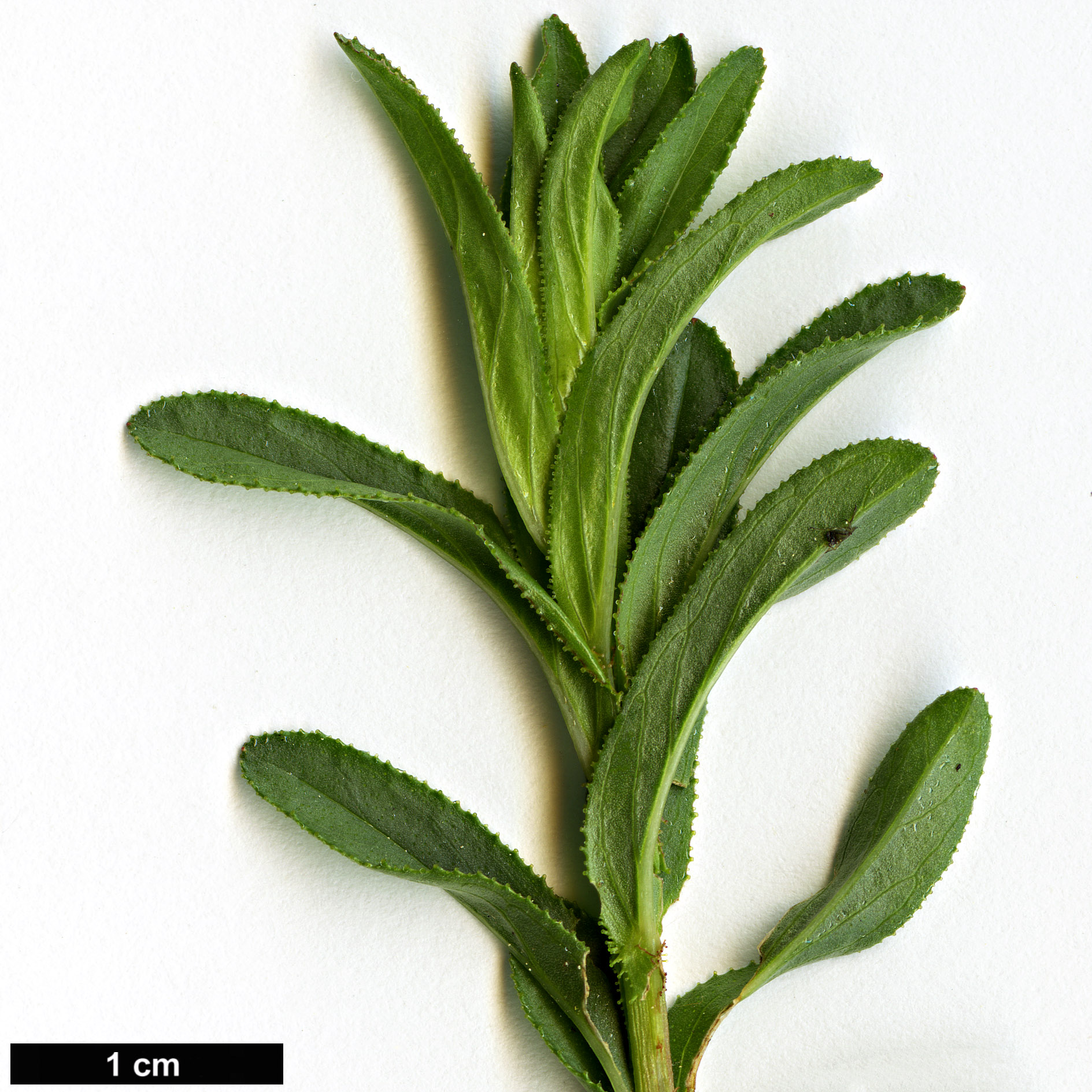 High resolution image: Family: Hypericaceae - Genus: Hypericum - Taxon: orientale