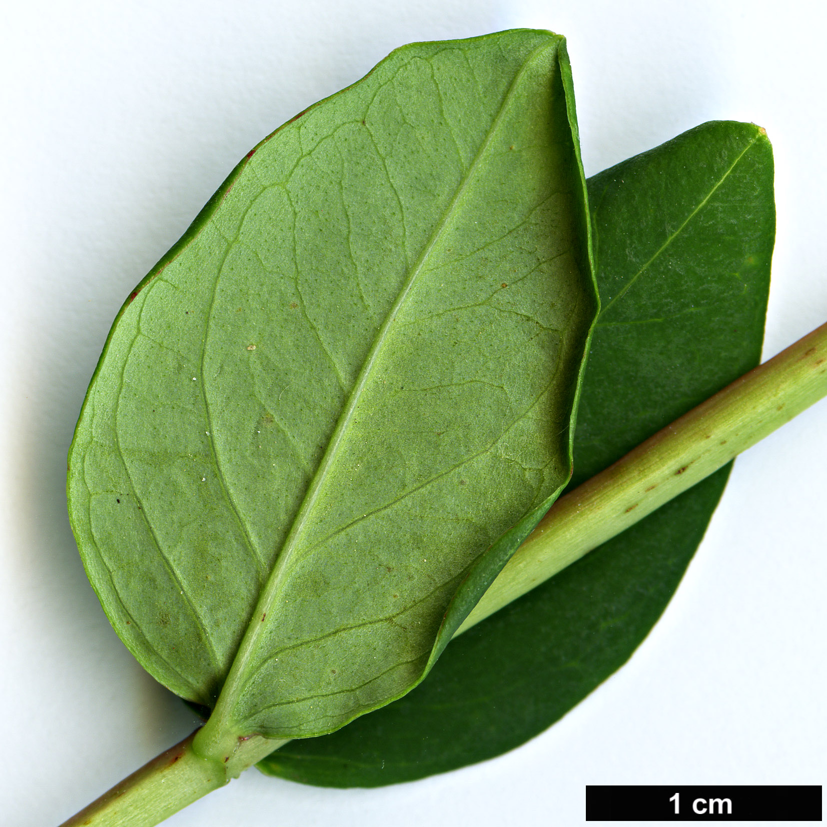 High resolution image: Family: Hypericaceae - Genus: Hypericum - Taxon: oxyphyllum