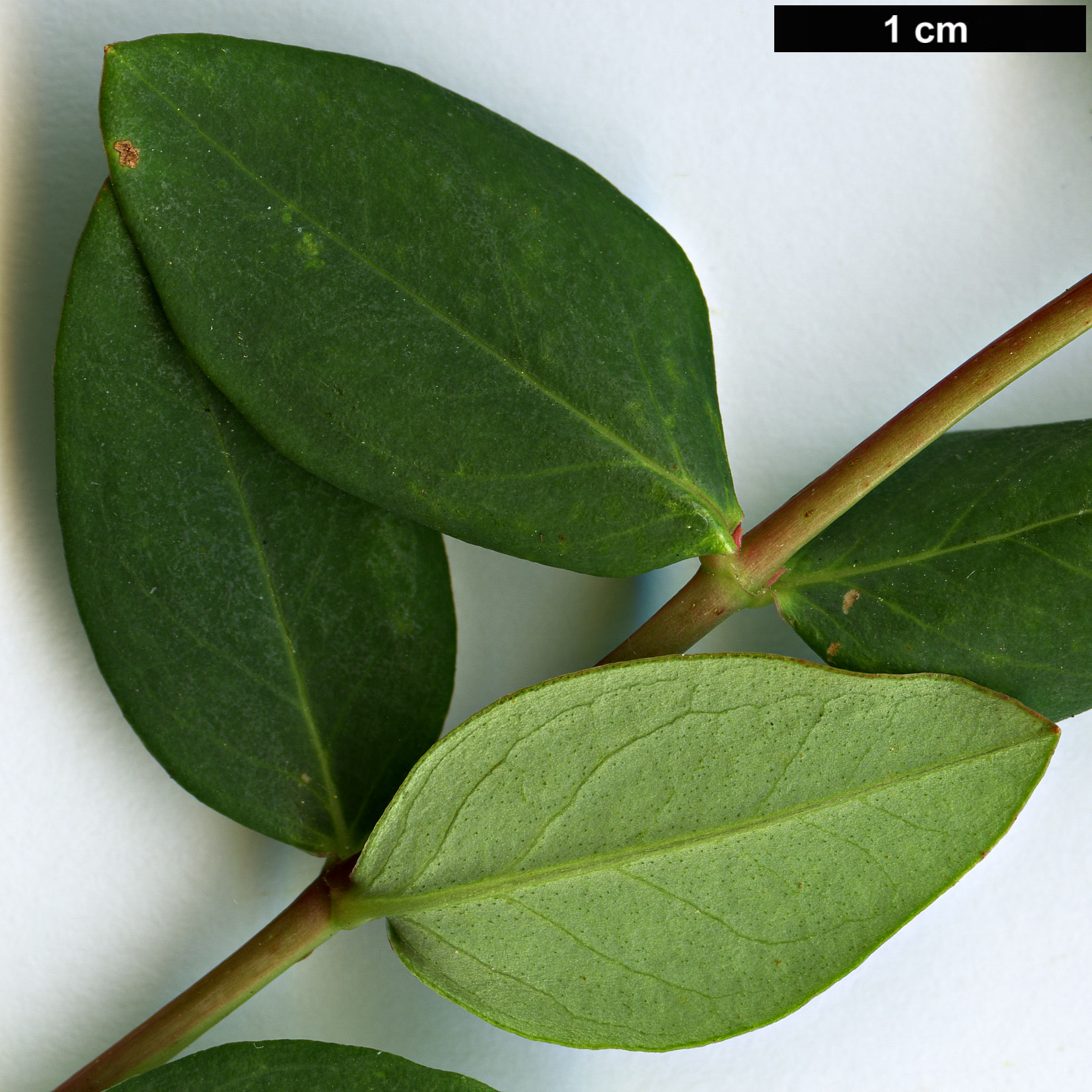 High resolution image: Family: Hypericaceae - Genus: Hypericum - Taxon: oxyphyllum