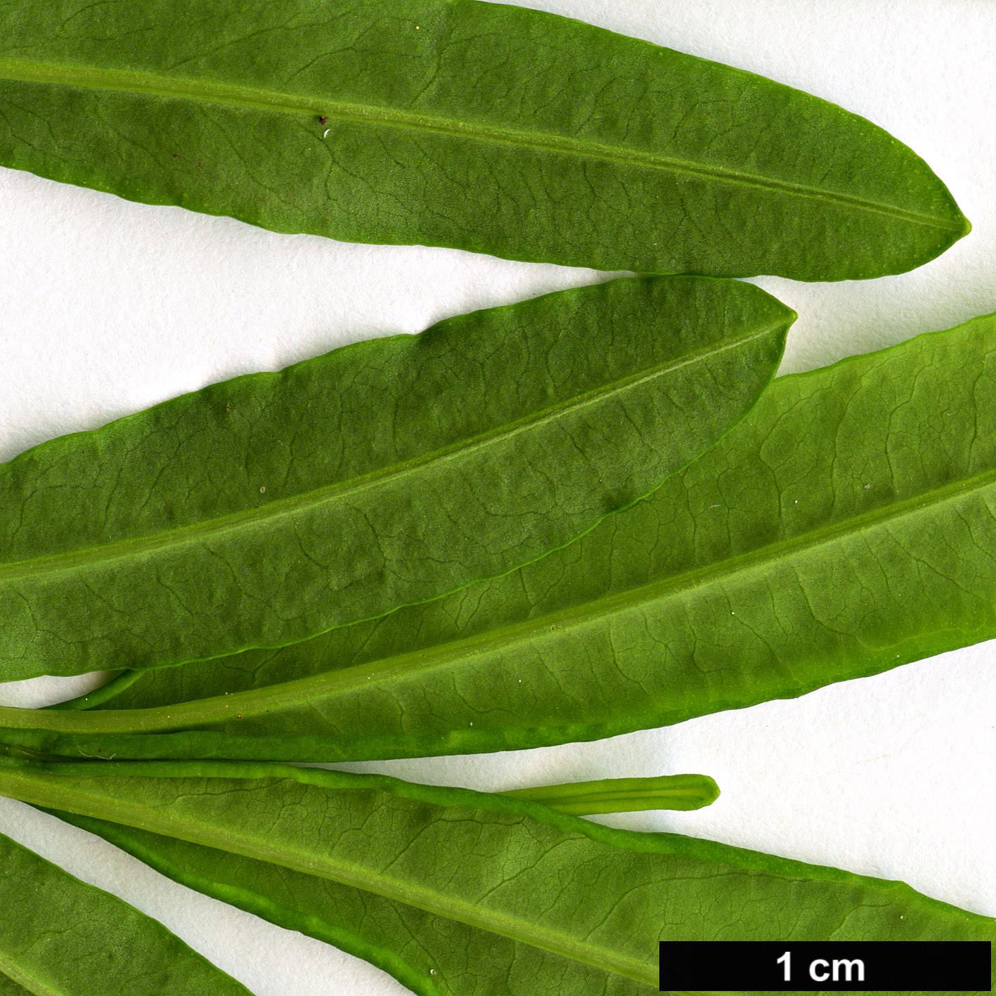 High resolution image: Family: Hypericaceae - Genus: Hypericum - Taxon: prolificum