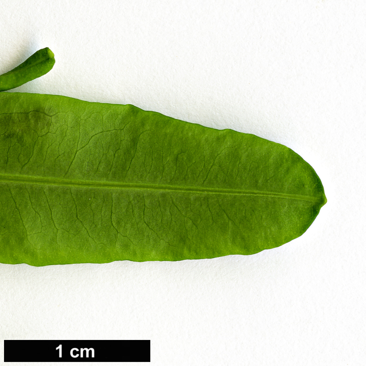 High resolution image: Family: Hypericaceae - Genus: Hypericum - Taxon: prolificum