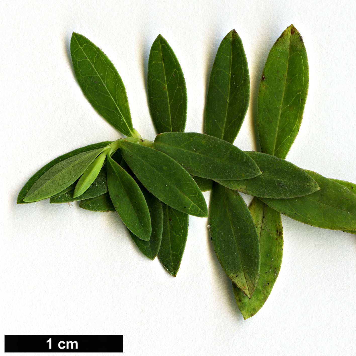 High resolution image: Family: Hypericaceae - Genus: Hypericum - Taxon: revolutum