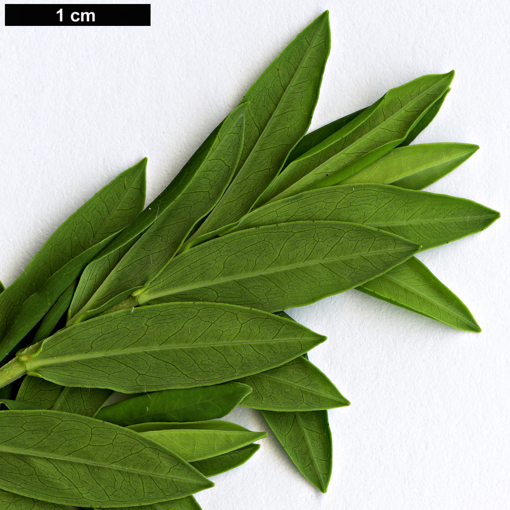 High resolution image: Family: Hypericaceae - Genus: Hypericum - Taxon: roeperianum