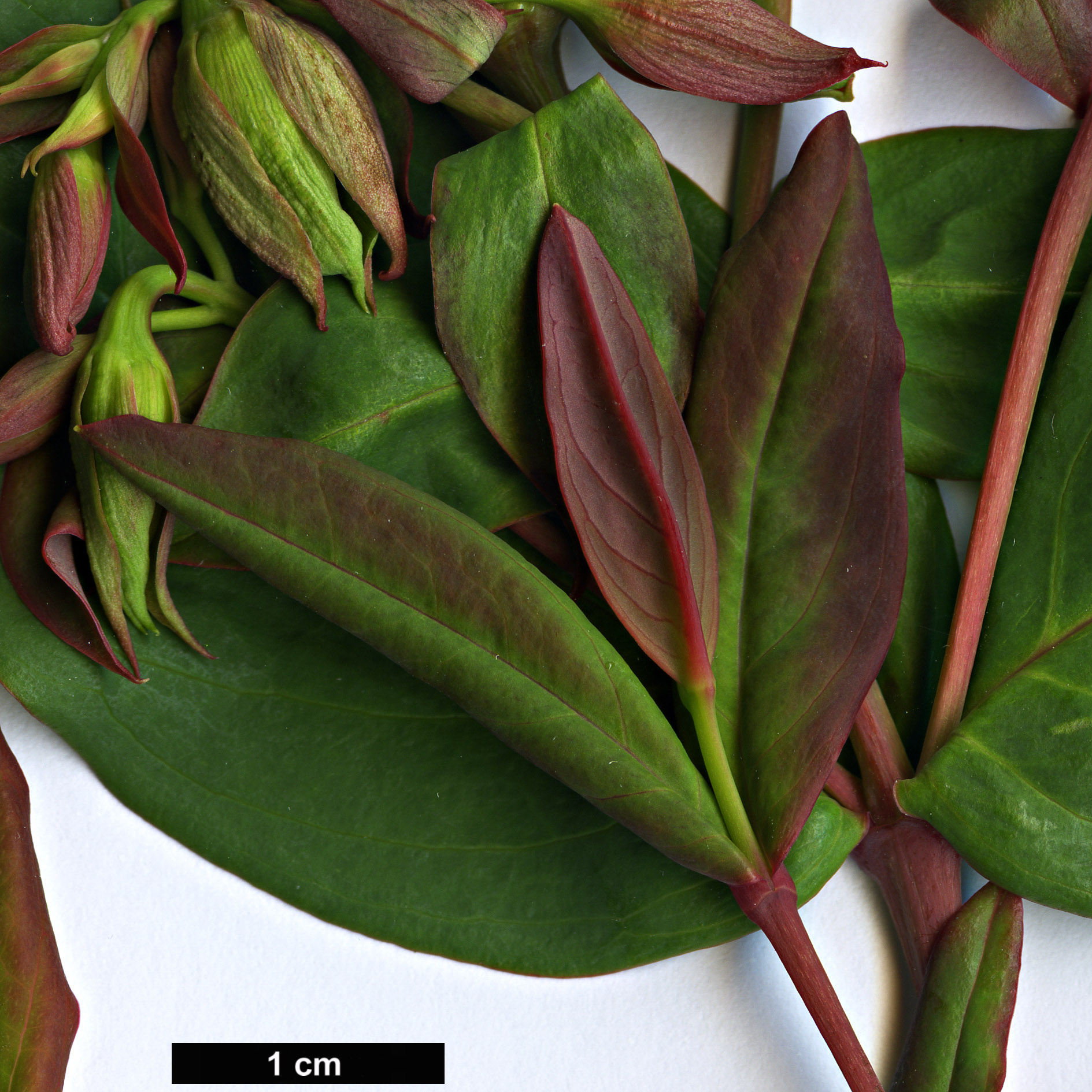 High resolution image: Family: Hypericaceae - Genus: Hypericum - Taxon: wilsonii