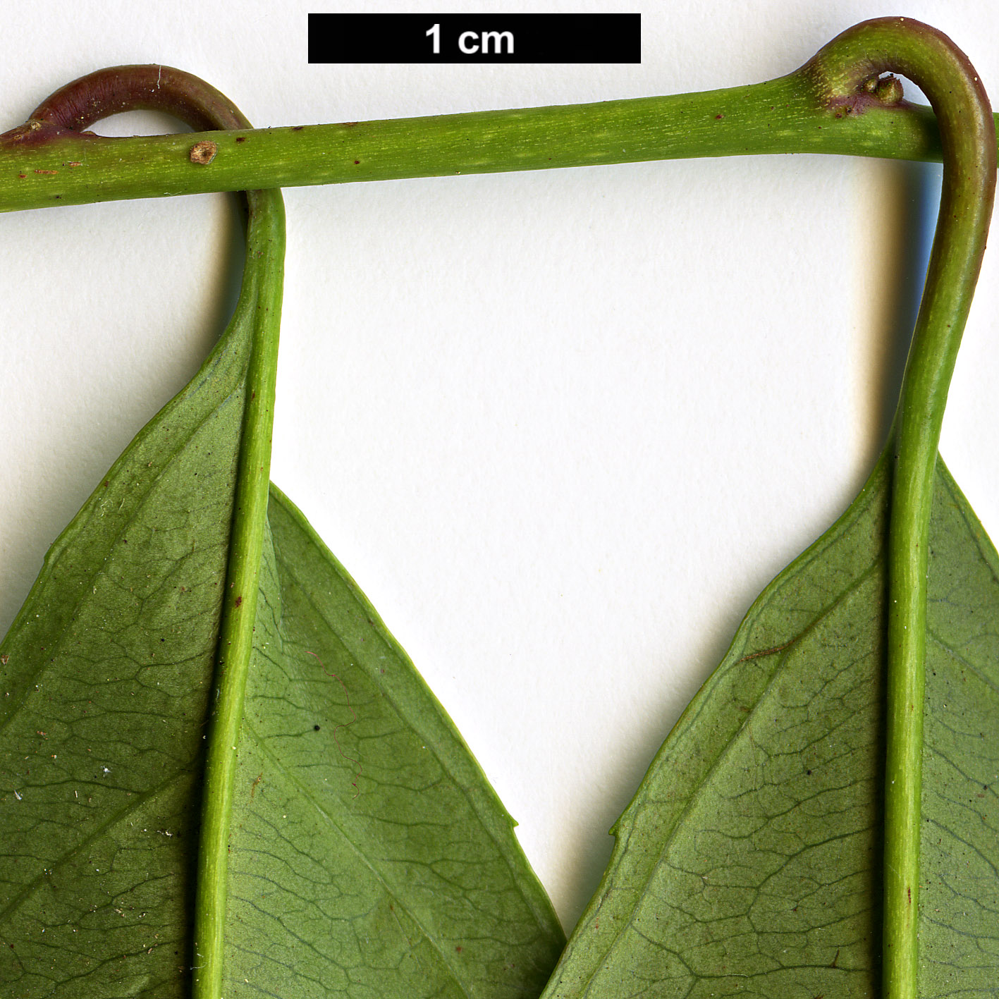 High resolution image: Family: Iteaceae - Genus: Itea - Taxon: chinensis High resolution image: Family: Iteaceae - Genus: Itea - Taxon: chinensis