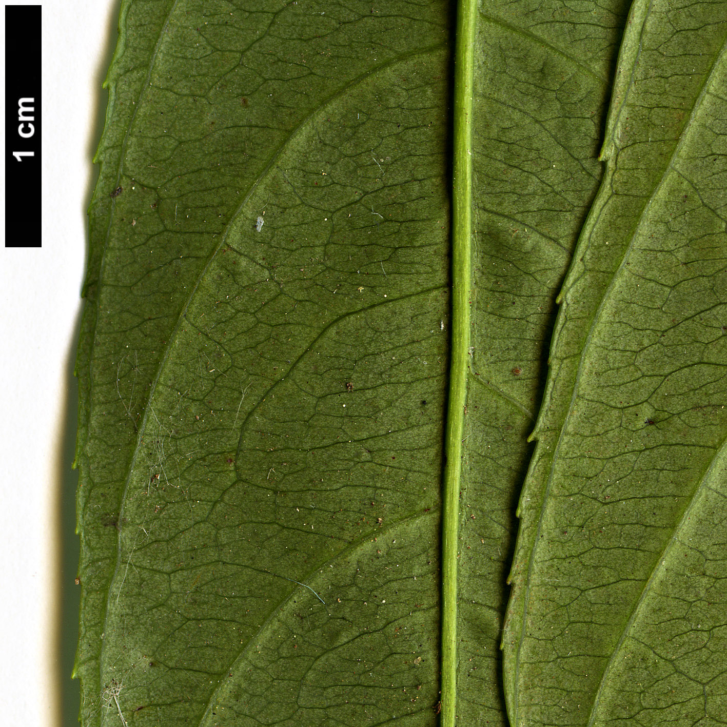 High resolution image: Family: Iteaceae - Genus: Itea - Taxon: chinensis High resolution image: Family: Iteaceae - Genus: Itea - Taxon: chinensis