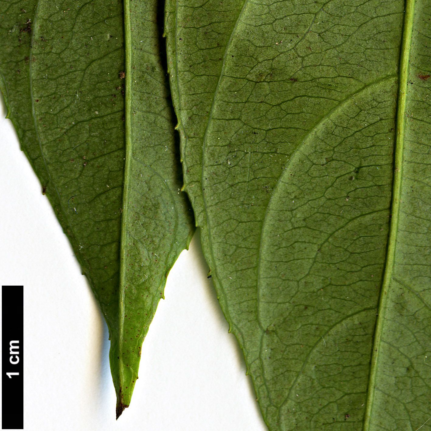 High resolution image: Family: Iteaceae - Genus: Itea - Taxon: chinensis High resolution image: Family: Iteaceae - Genus: Itea - Taxon: chinensis