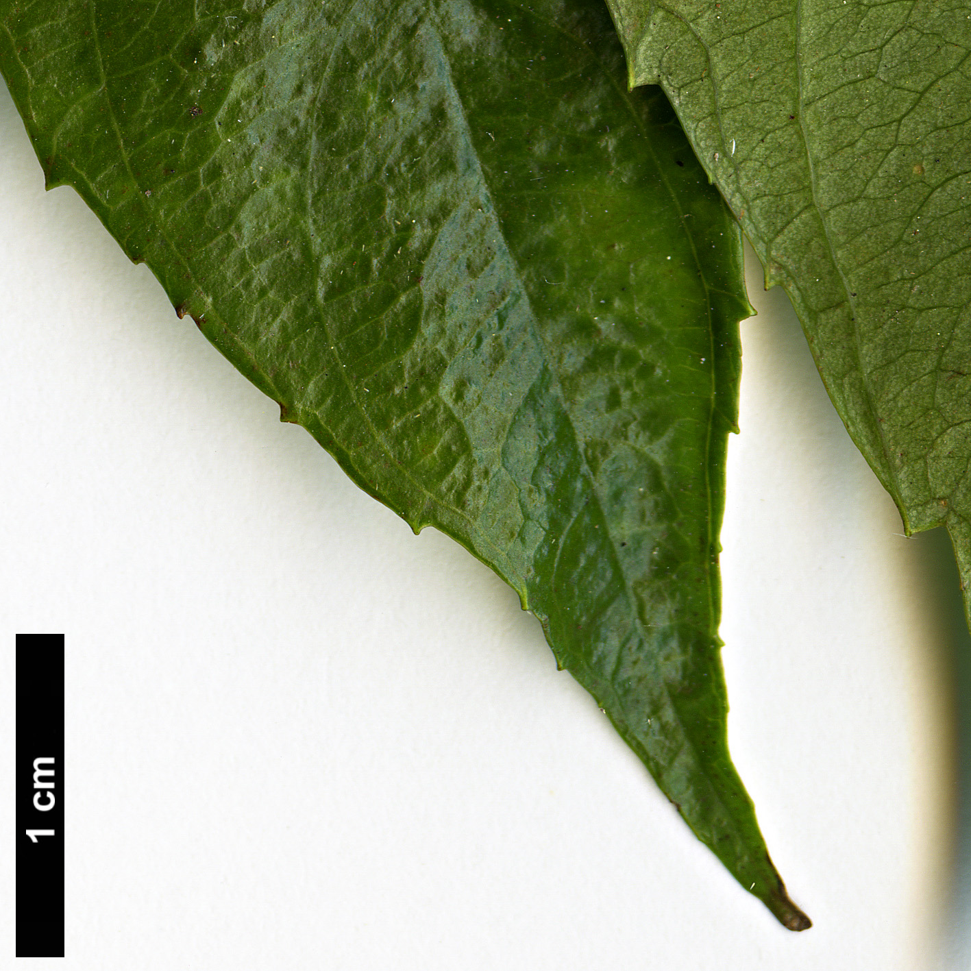 High resolution image: Family: Iteaceae - Genus: Itea - Taxon: chinensis High resolution image: Family: Iteaceae - Genus: Itea - Taxon: chinensis