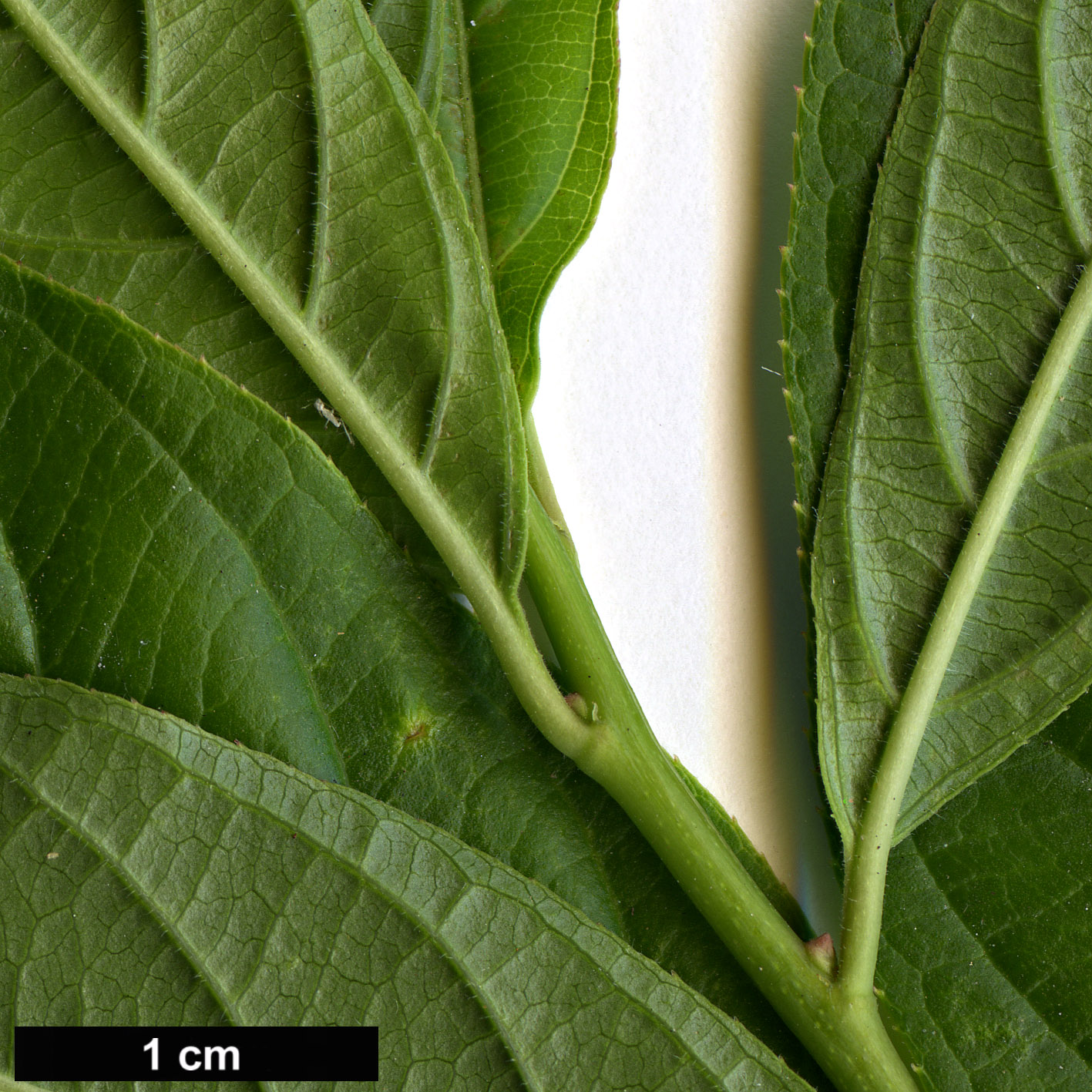 High resolution image: Family: Iteaceae - Genus: Itea - Taxon: virginica