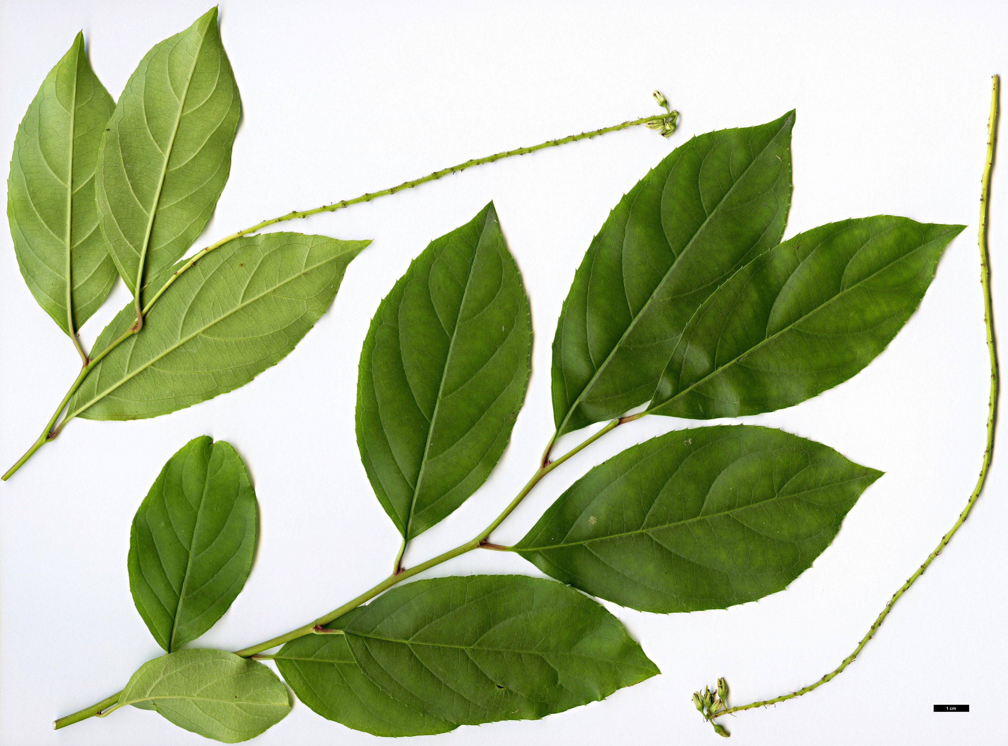 High resolution image: Family: Iteaceae - Genus: Itea - Taxon: yunnanensis High resolution image: Family: Iteaceae - Genus: Itea - Taxon: yunnanensis