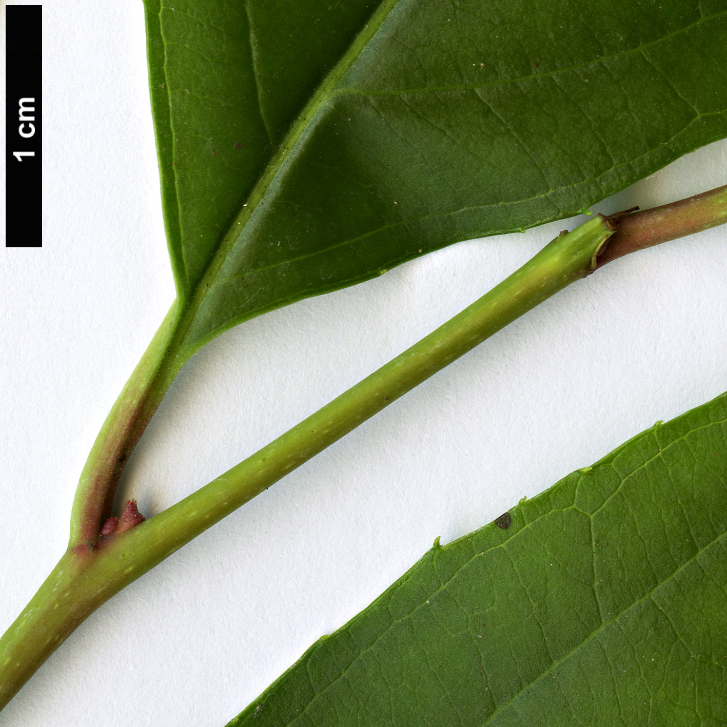 High resolution image: Family: Iteaceae - Genus: Itea - Taxon: yunnanensis High resolution image: Family: Iteaceae - Genus: Itea - Taxon: yunnanensis