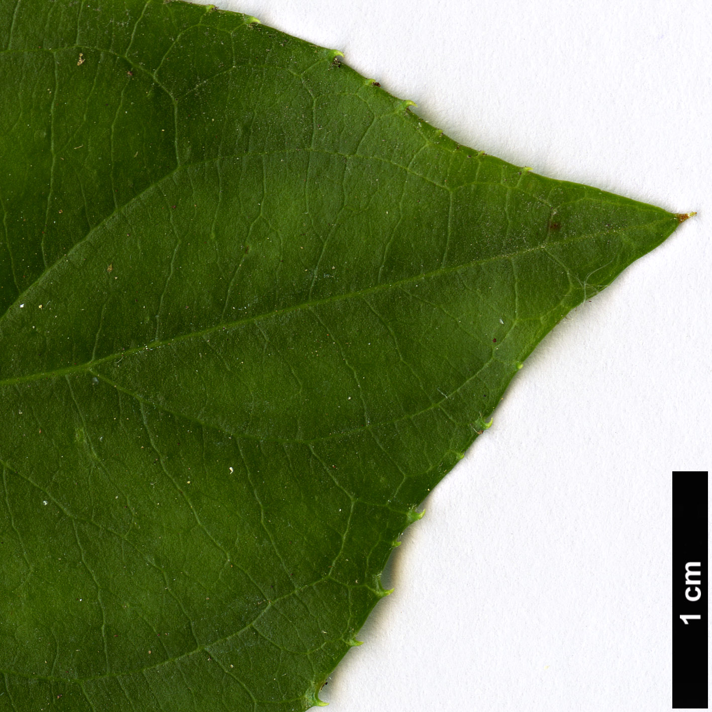 High resolution image: Family: Iteaceae - Genus: Itea - Taxon: yunnanensis High resolution image: Family: Iteaceae - Genus: Itea - Taxon: yunnanensis