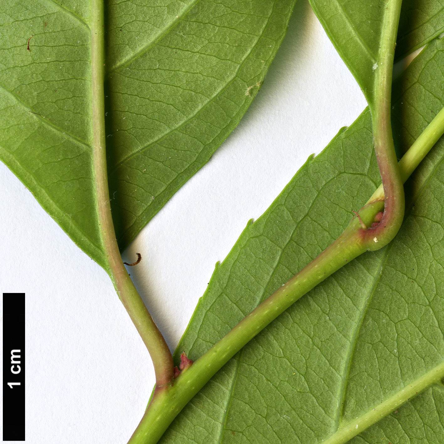 High resolution image: Family: Iteaceae - Genus: Itea - Taxon: yunnanensis High resolution image: Family: Iteaceae - Genus: Itea - Taxon: yunnanensis