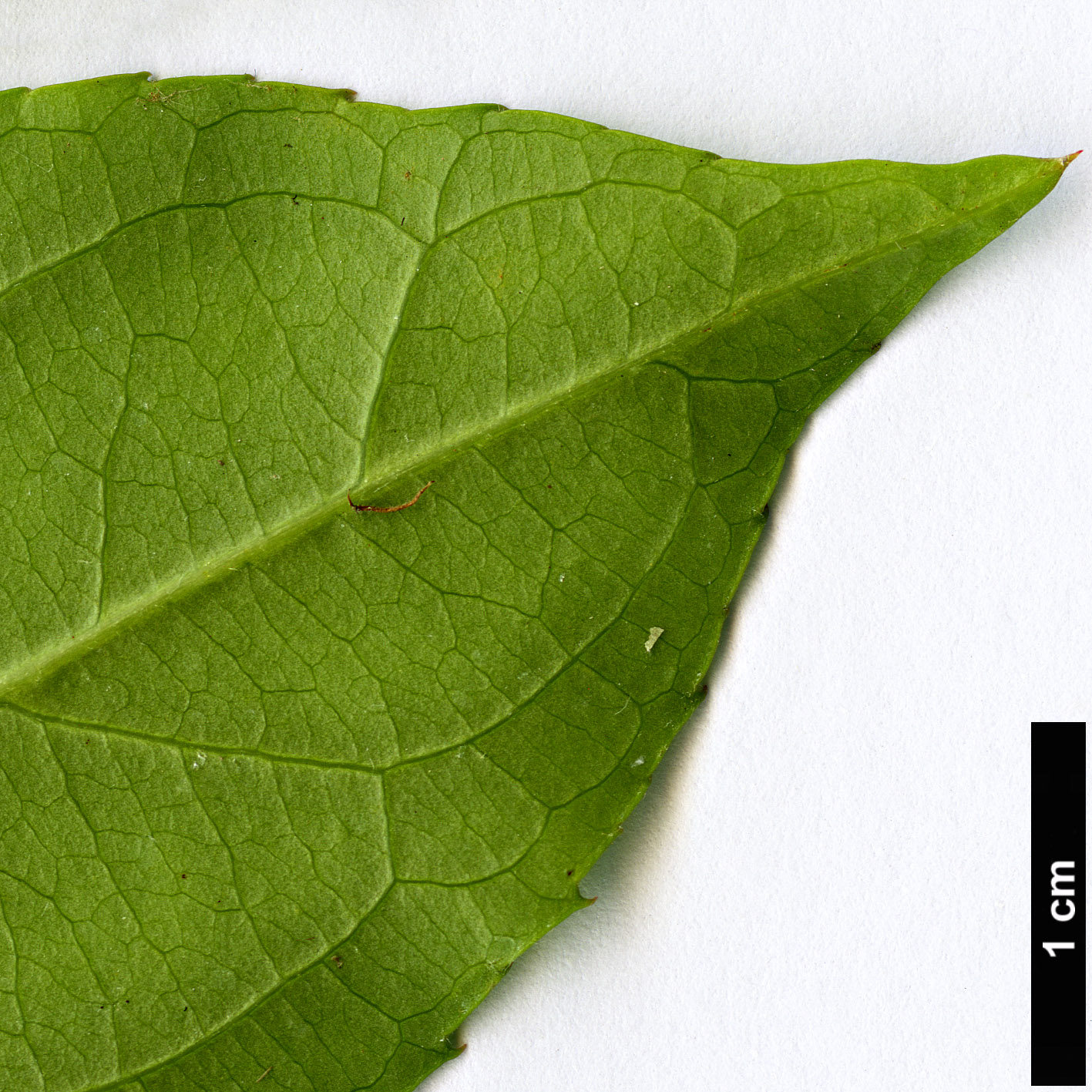 High resolution image: Family: Iteaceae - Genus: Itea - Taxon: yunnanensis High resolution image: Family: Iteaceae - Genus: Itea - Taxon: yunnanensis