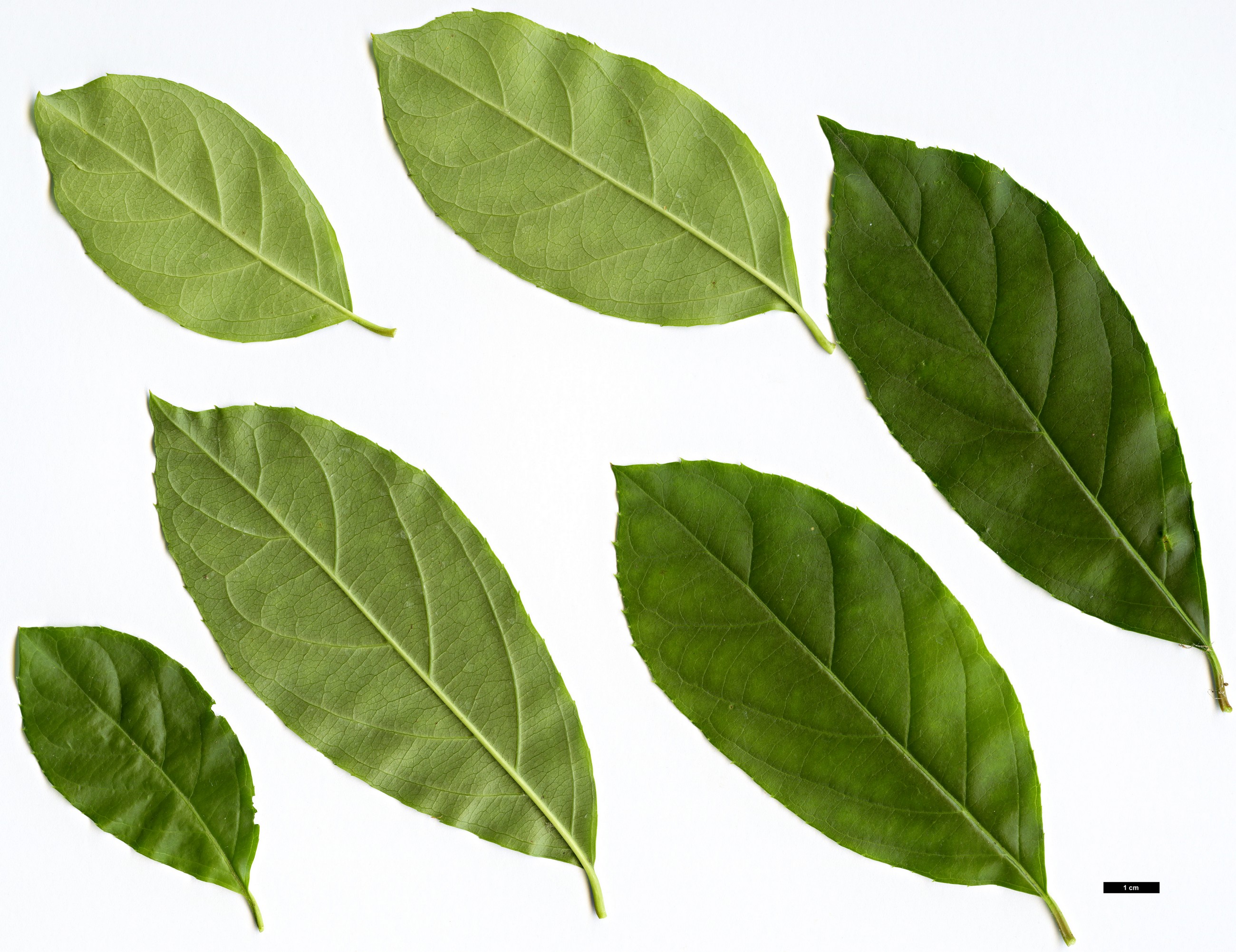 High resolution image: Family: Iteaceae - Genus: Itea - Taxon: yunnanensis High resolution image: Family: Iteaceae - Genus: Itea - Taxon: yunnanensis