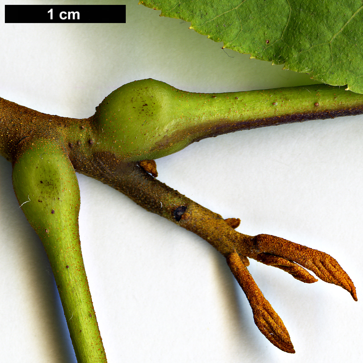 High resolution image: Family: Juglandaceae - Genus: Carya - Taxon: cathayensis