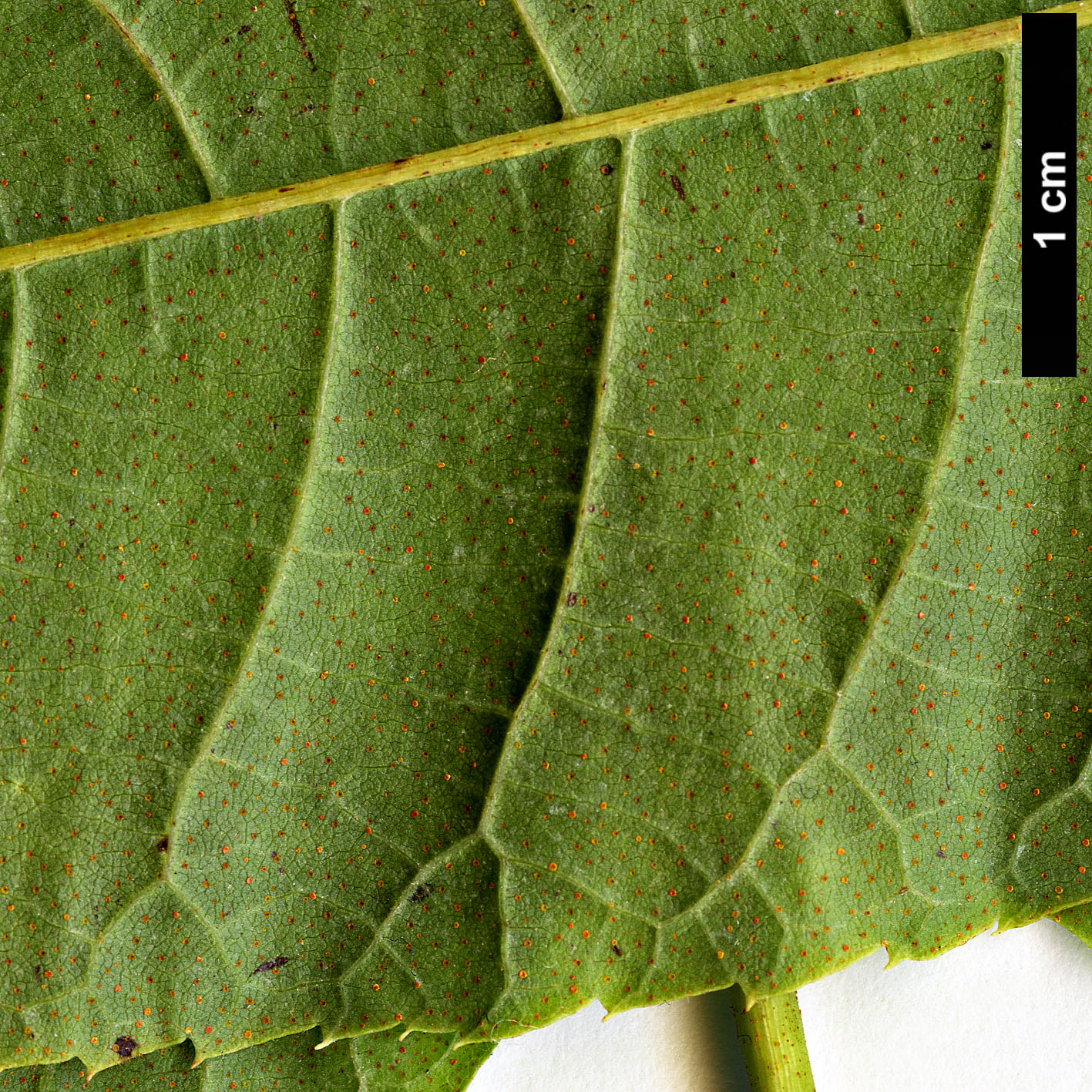 High resolution image: Family: Juglandaceae - Genus: Carya - Taxon: cathayensis