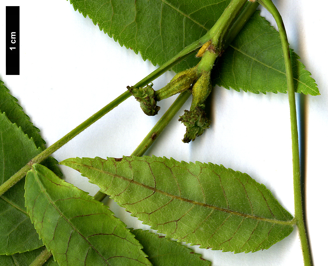 High resolution image: Family: Juglandaceae - Genus: Carya - Taxon: cordiformis