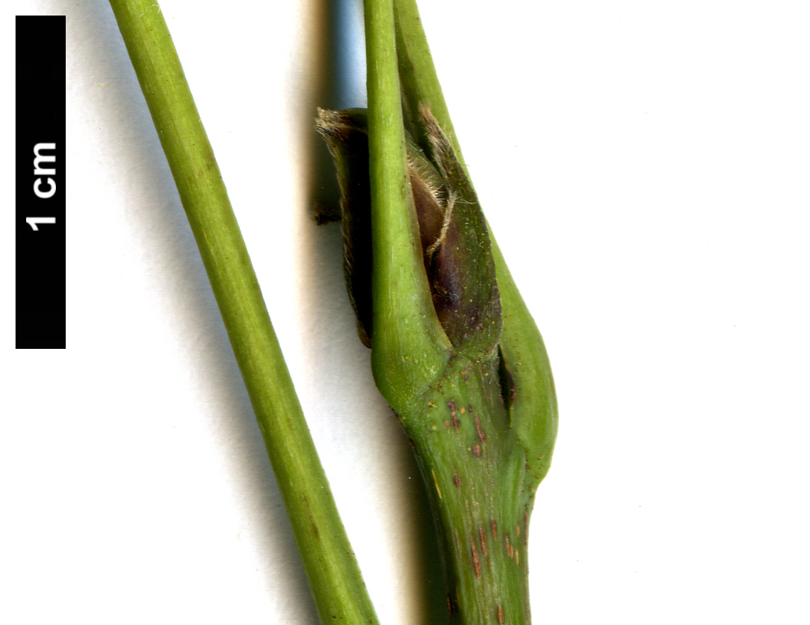 High resolution image: Family: Juglandaceae - Genus: Carya - Taxon: glabra High resolution image: Family: Juglandaceae - Genus: Carya - Taxon: glabra