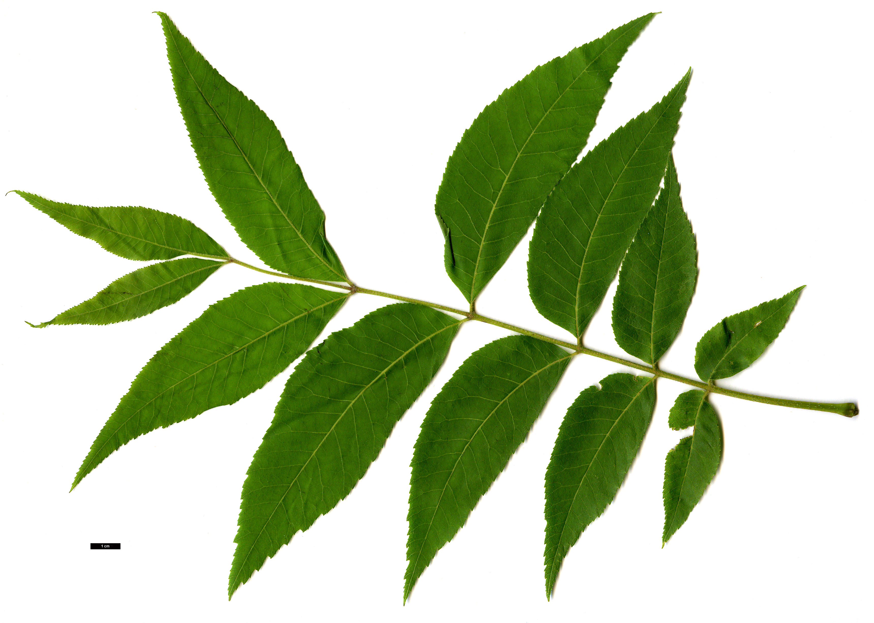 High resolution image: Family: Juglandaceae - Genus: Carya - Taxon: illinoinensis