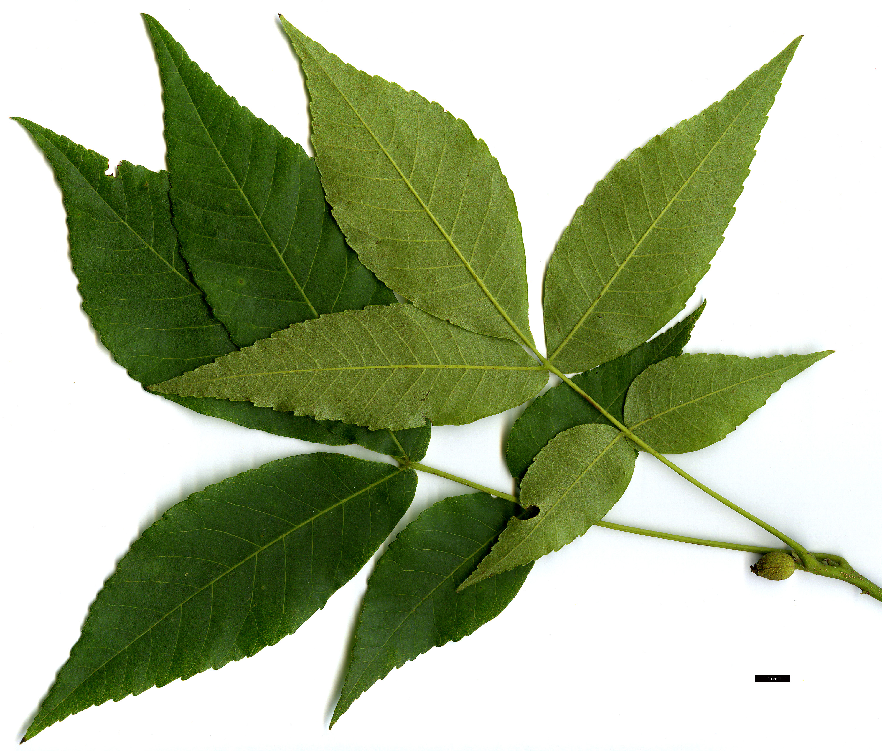High resolution image: Family: Juglandaceae - Genus: Carya - Taxon: laciniosa
