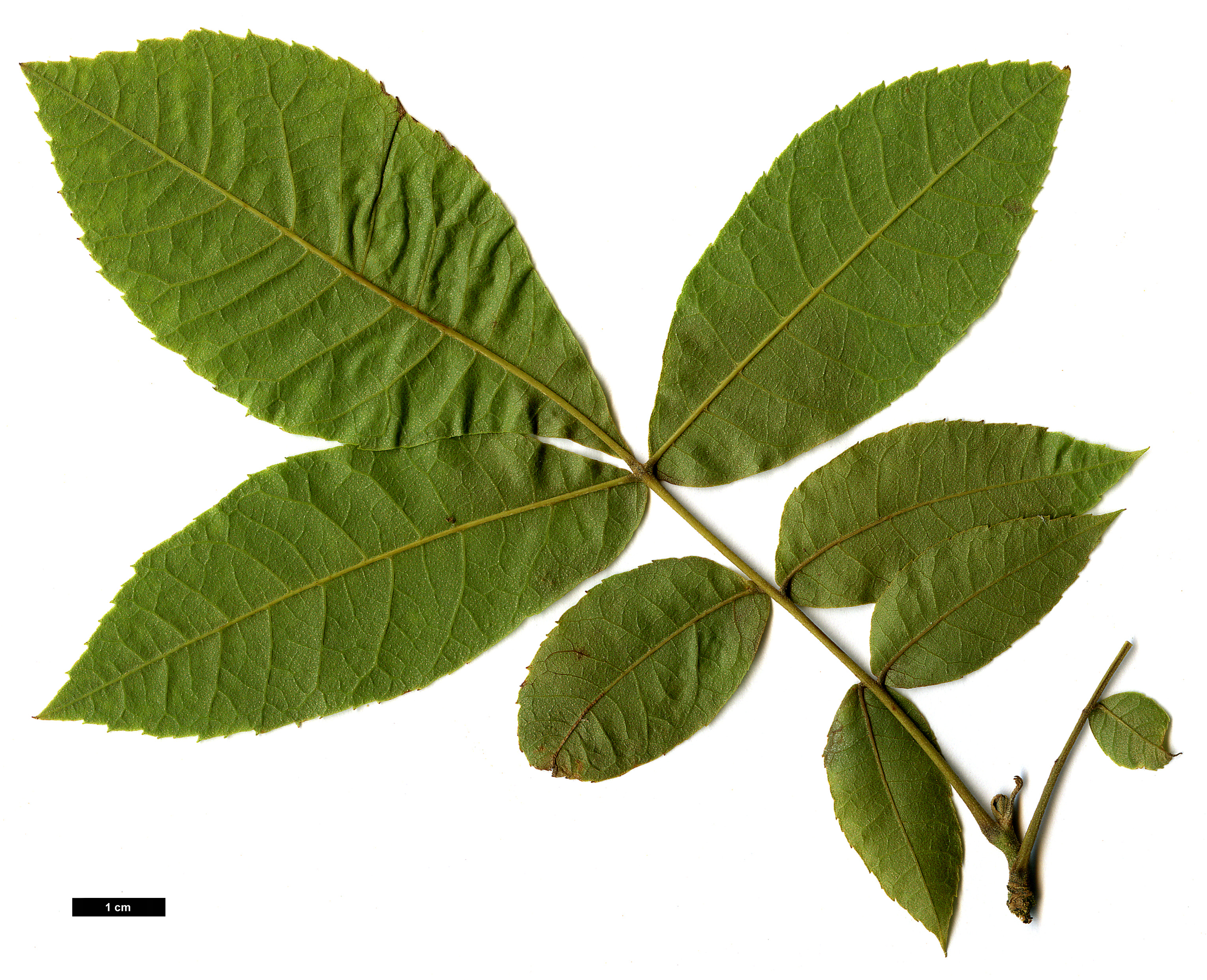 High resolution image: Family: Juglandaceae - Genus: Carya - Taxon: myristiciformis High resolution image: Family: Juglandaceae - Genus: Carya - Taxon: myristiciformis